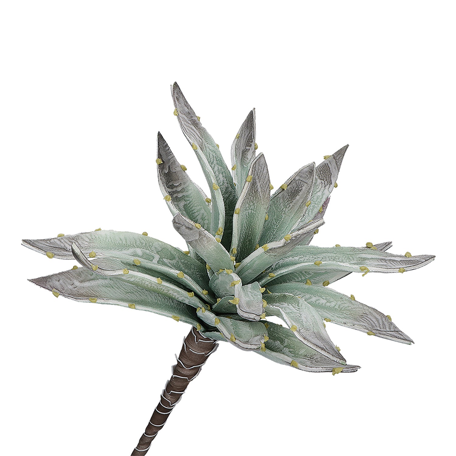 Set da 6, Argentea Aloe, Flora