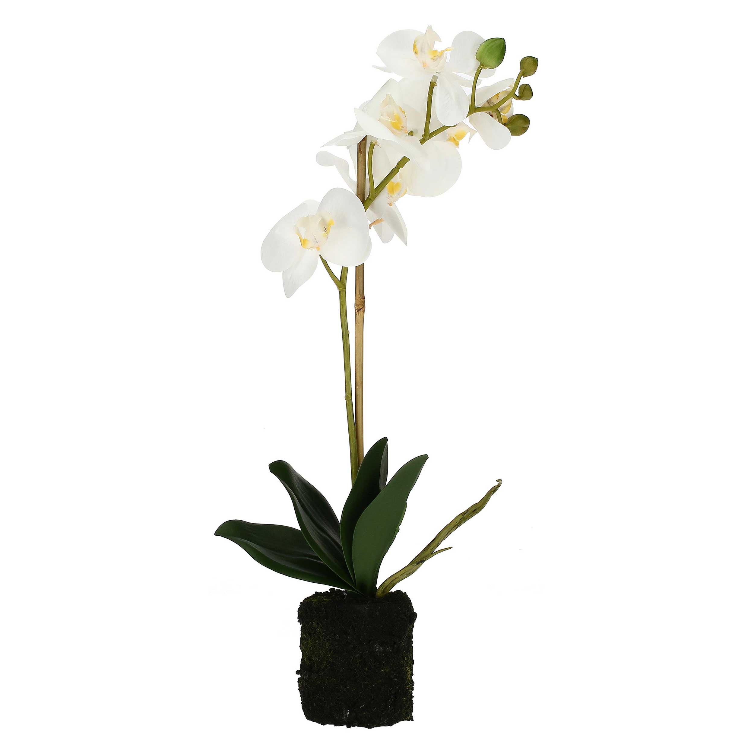 Set da 6, zolla Con Orchidee Bianche S, Veronica - Tessuto E Plastica, 40 cm, zolla Ø 6