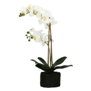 Set da 3, zolla Con Orchidee Bianche L, Veronica - Tessuto E Plastica, 57 cm, zolla Ø 14