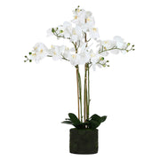 zolla C/Orchidee Bianche xL, Veronica - Tessuto E Plastica, 93 cm, zolla Ø 20