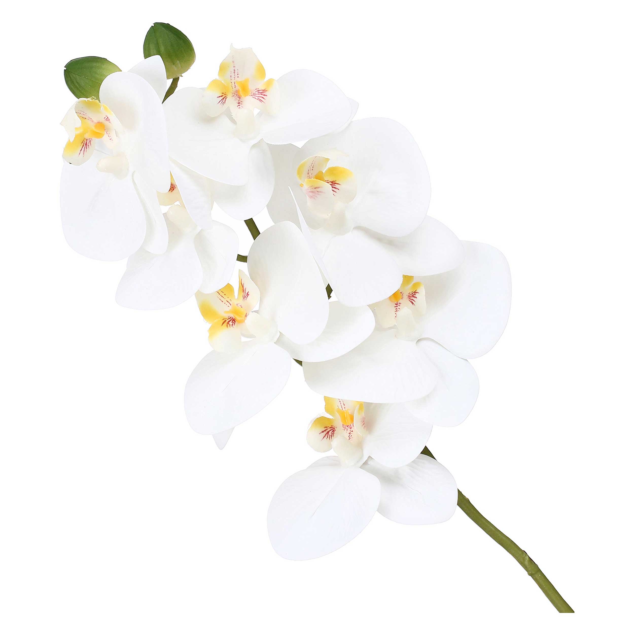 Set da 12, Orchidea Bianca S, Veronica - Tessuto E Plastica, 58 cm
