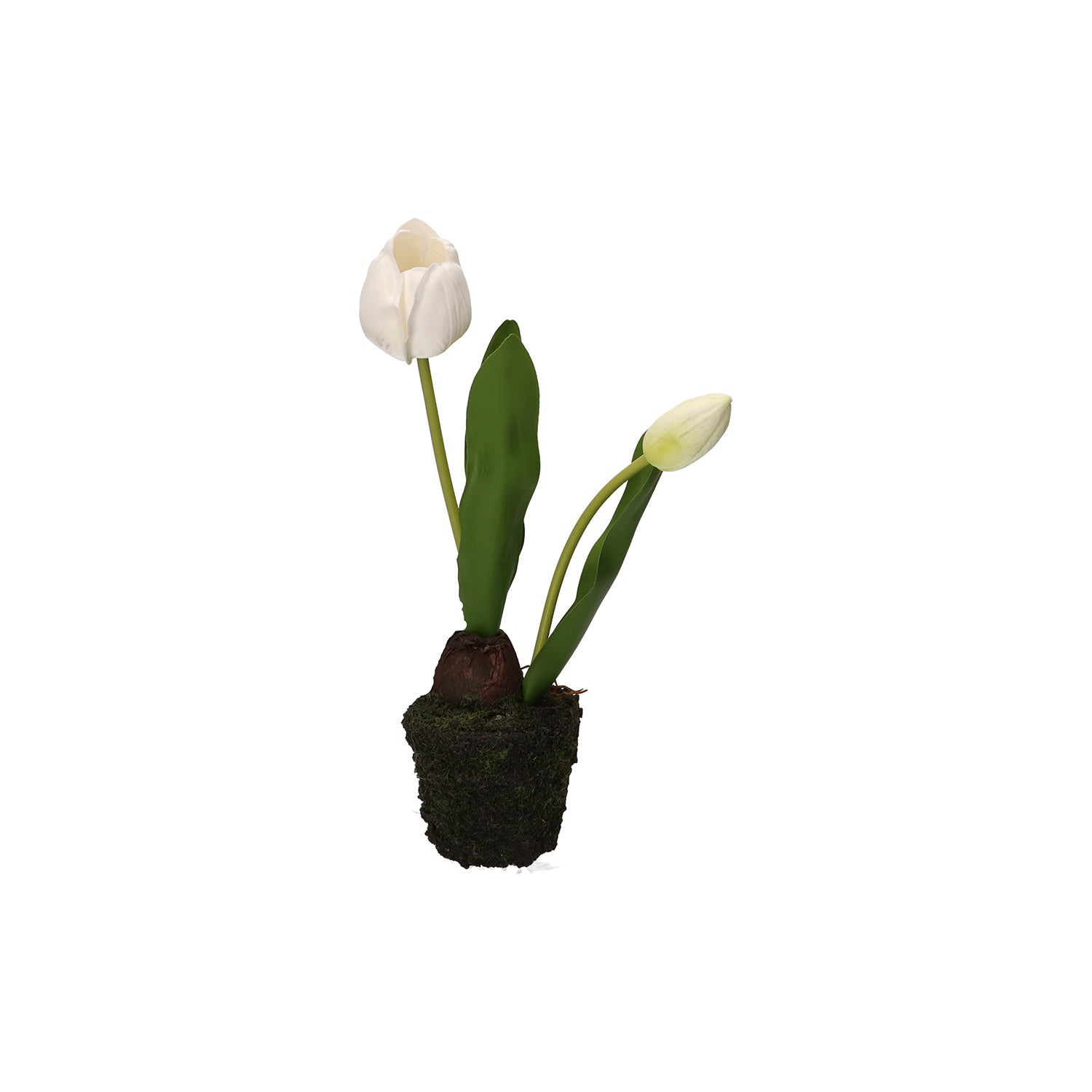 Set da 6, Tulipano zolla, Anna - Plastica