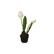 Set da 6, Tulipano zolla, Anna - Plastica
