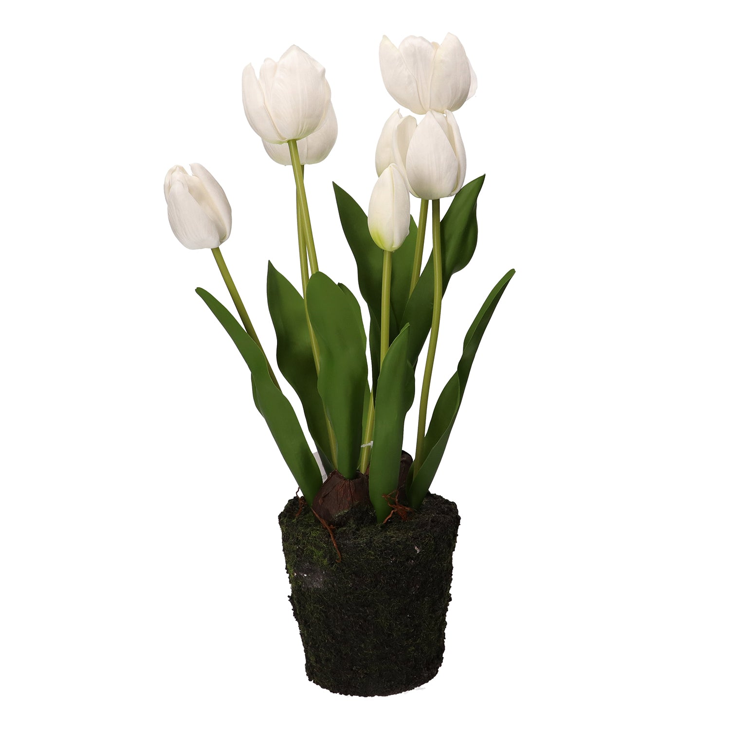 Set da 2 Tulipano zolla, Anna - Plastica