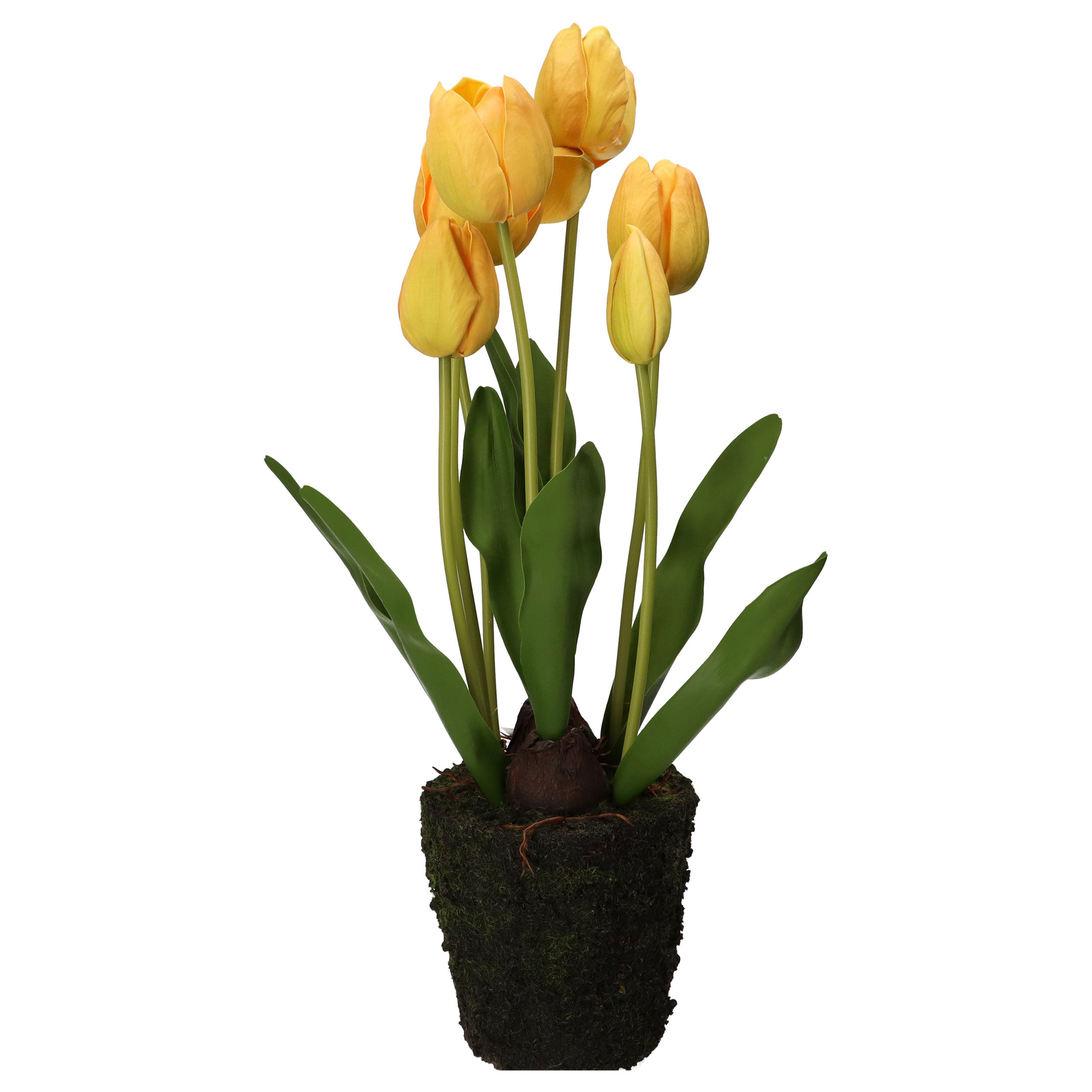 Set da 2 Tulipano zolla, Anna - Plastica
