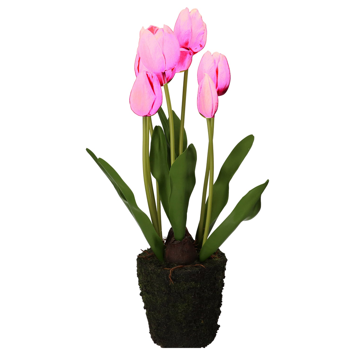 Set da 2 Tulipano zolla, Anna - Plastica