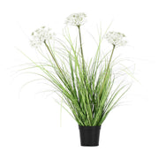 Set da 2, Finocchio Selvatico S, Piantala - Pvc, Pe,Filo,Foam,Cemento,Vaso In Plastica, Ø 11 cm
