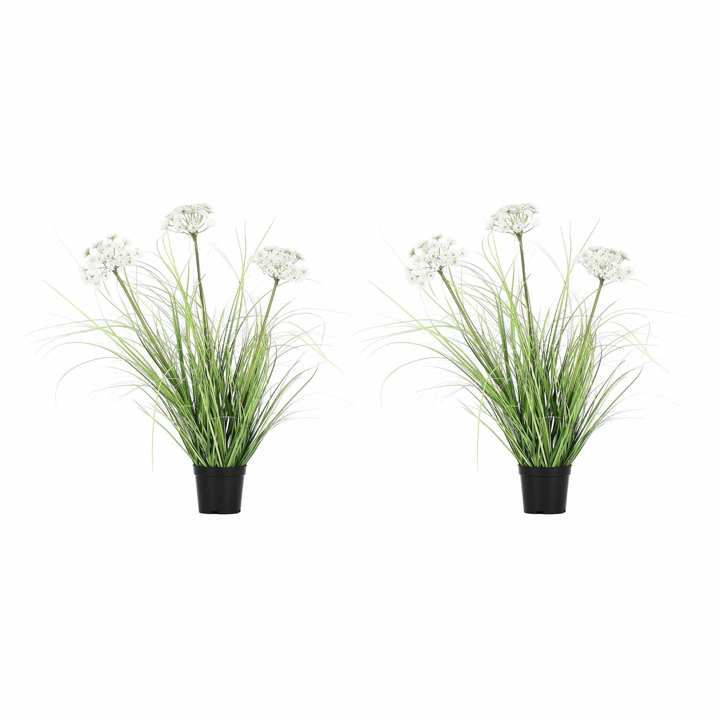 Set da 2, Finocchio Selvatico S, Piantala - Pvc, Pe,Filo,Foam,Cemento,Vaso In Plastica, Ø 11 cm