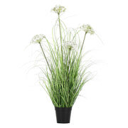 Set da 2, Finocchio Selvatico M, Piantala - Pvc, Pe,Filo,Foam,Cemento,Vaso In Plastica, Ø 13 cm
