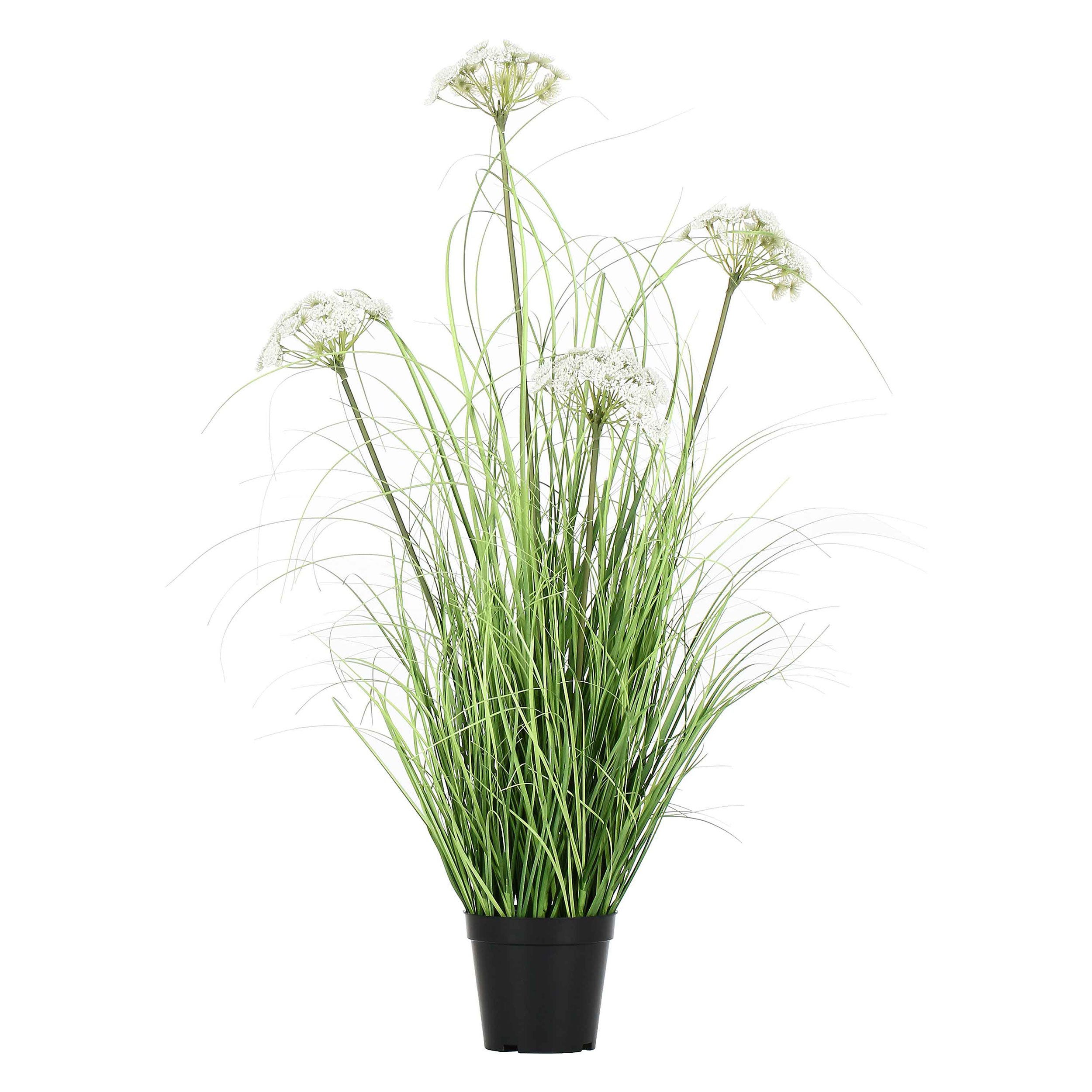 Set da 2, Finocchio Selvatico M, Piantala - Pvc, Pe,Filo,Foam,Cemento,Vaso In Plastica, Ø 13 cm