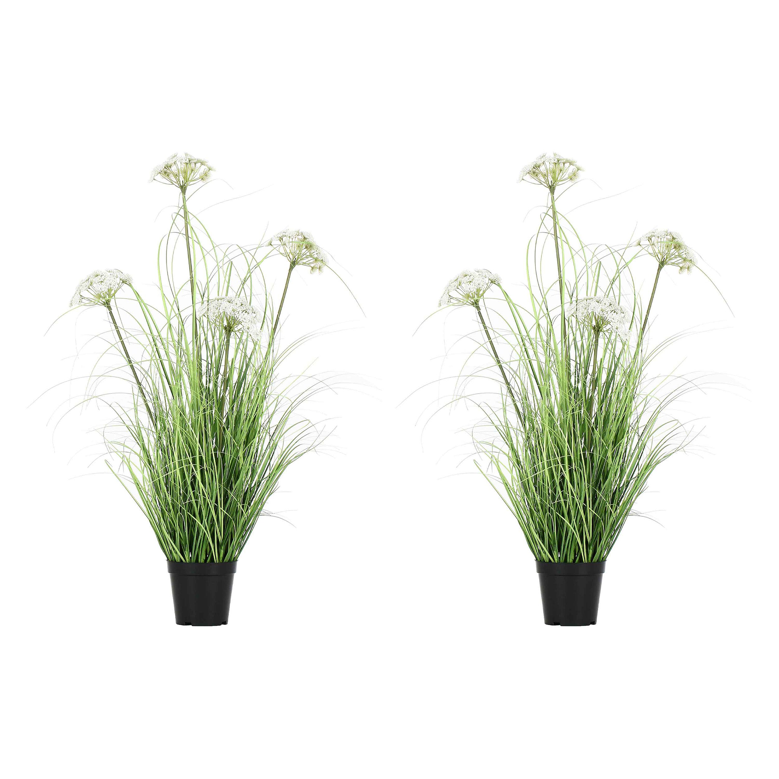 Set da 2, Finocchio Selvatico M, Piantala - Pvc, Pe,Filo,Foam,Cemento,Vaso In Plastica, Ø 13 cm