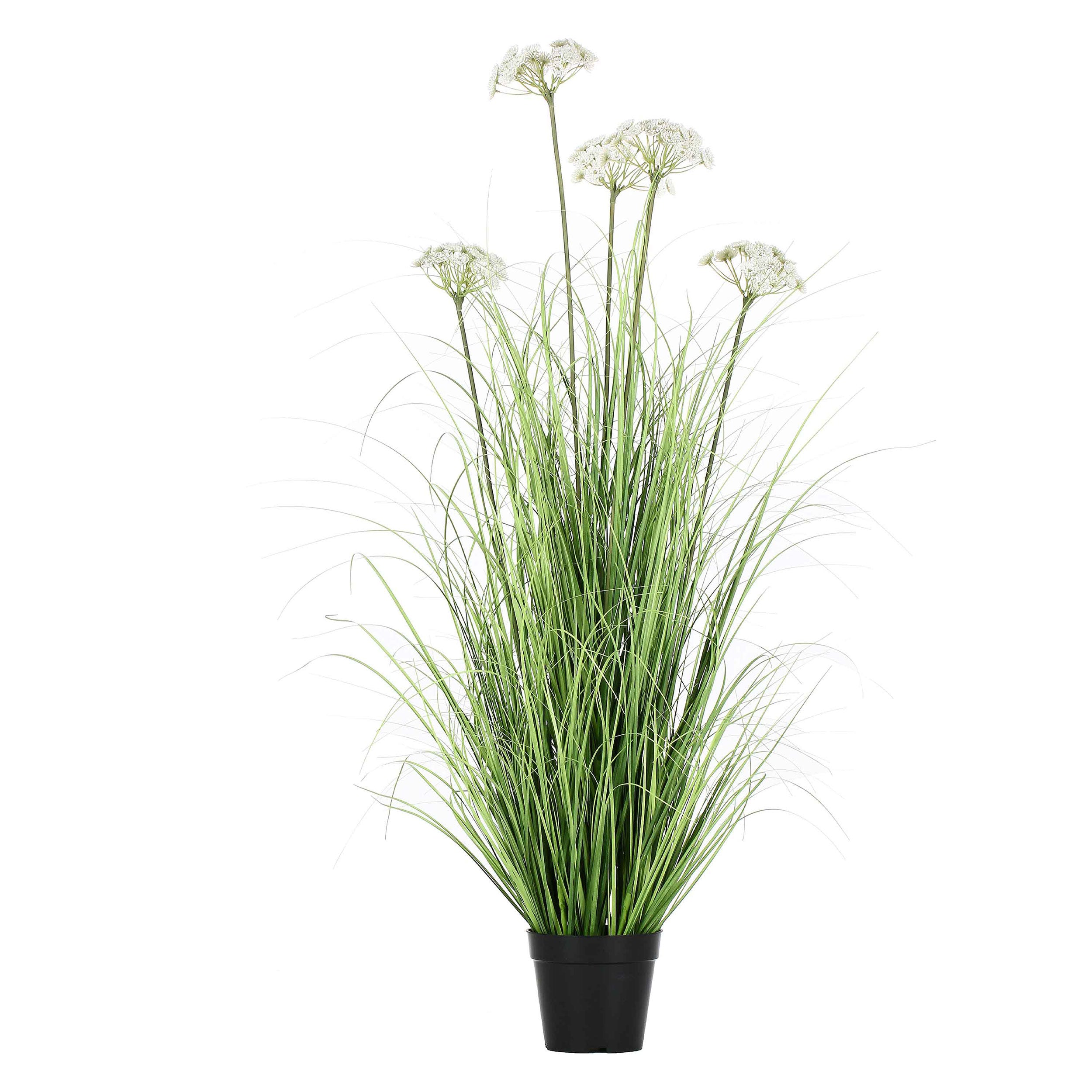 Finocchio Selvatico L, Piantala - Pvc, Pe,Filo,Foam,Cemento,Vaso In Plastica, Ø 15 cm