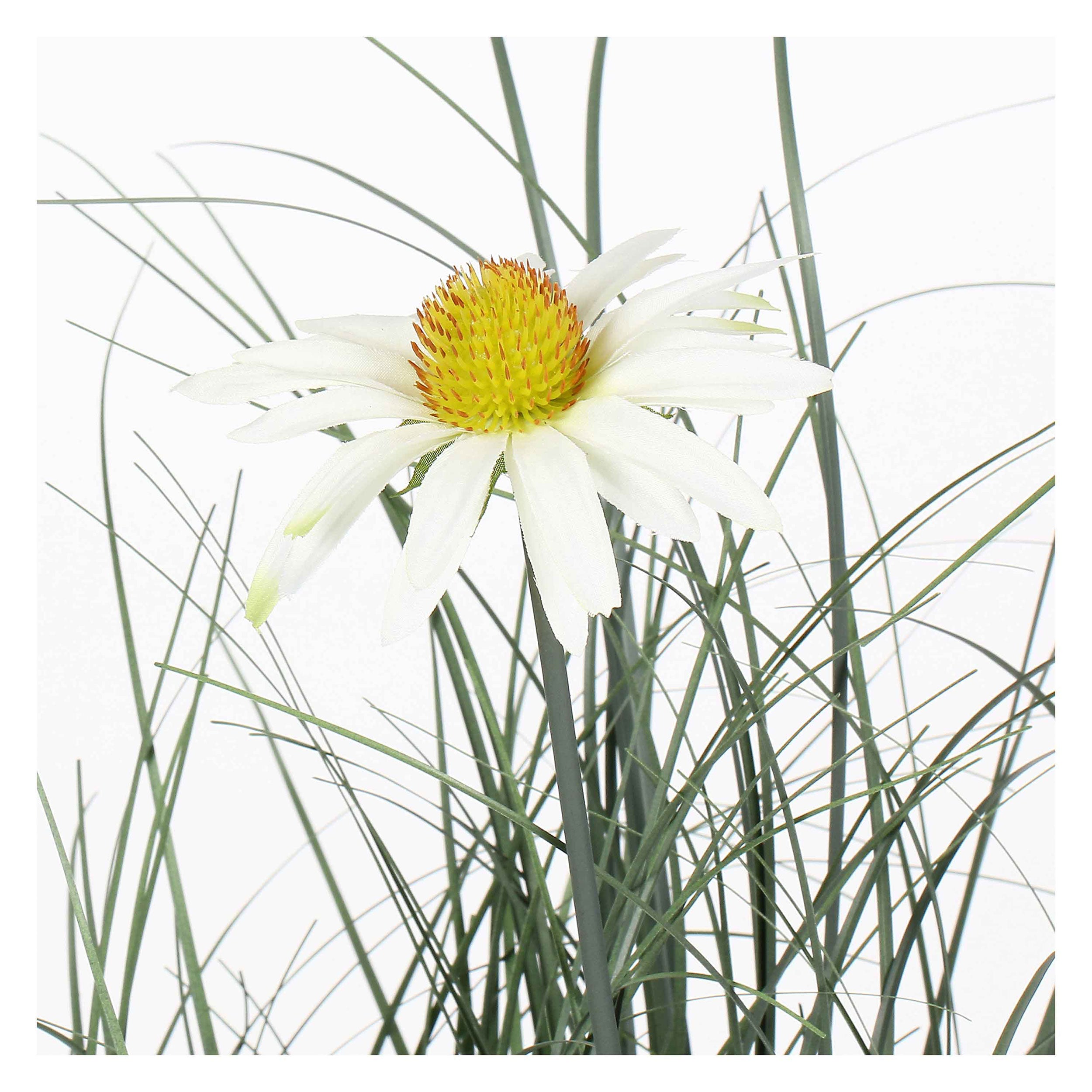 Set da 2, Rudbekia S, Piantala - Pvc, Pe,Filo,Foam,Cemento,Vaso In Plastica, Ø 11 cm