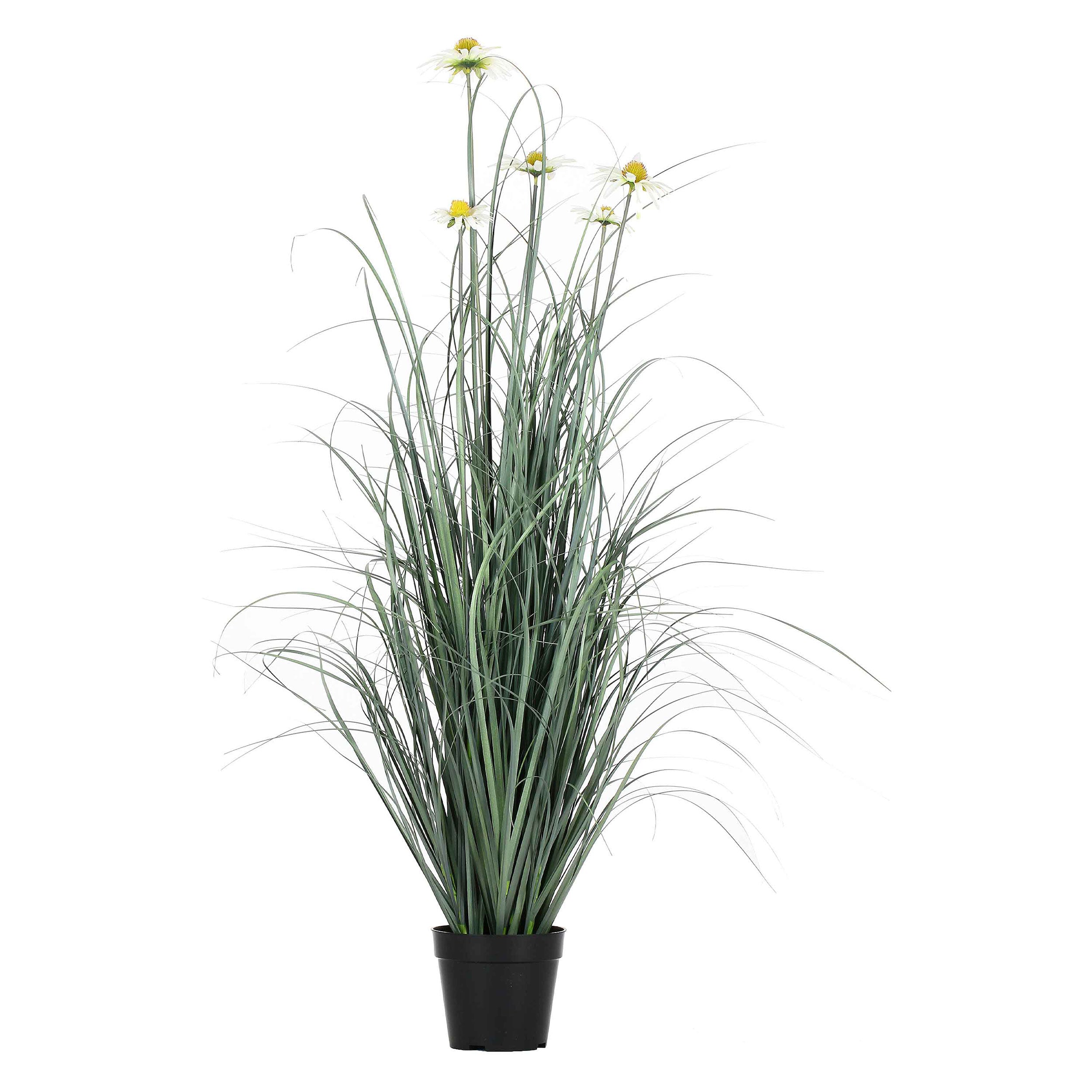 Rudbekia L, Piantala - Pvc, Pe,Filo,Foam,Cemento,Vaso In Plastica, Ø 15 cm