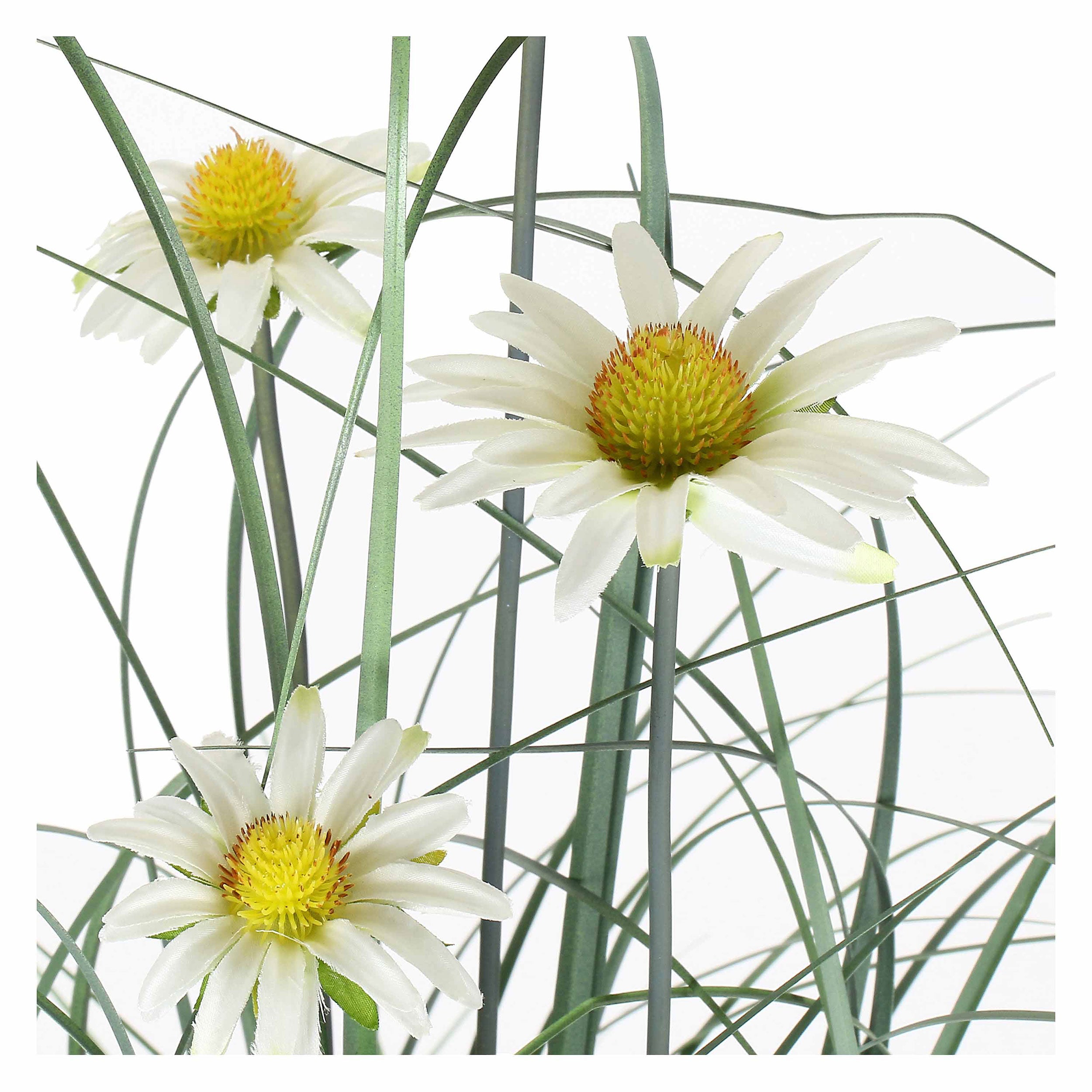 Rudbekia L, Piantala - Pvc, Pe,Filo,Foam,Cemento,Vaso In Plastica, Ø 15 cm