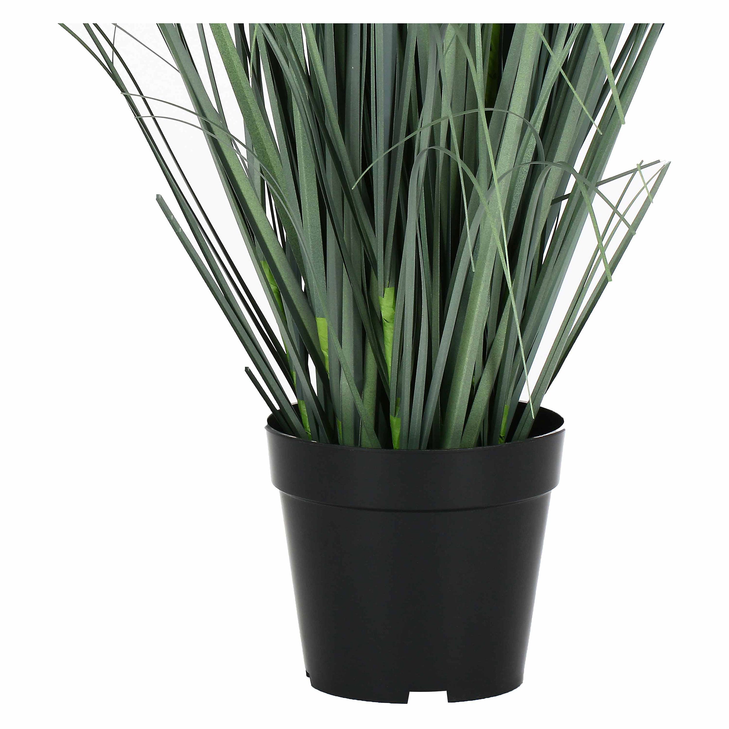 Rudbekia L, Piantala - Pvc, Pe,Filo,Foam,Cemento,Vaso In Plastica, Ø 15 cm