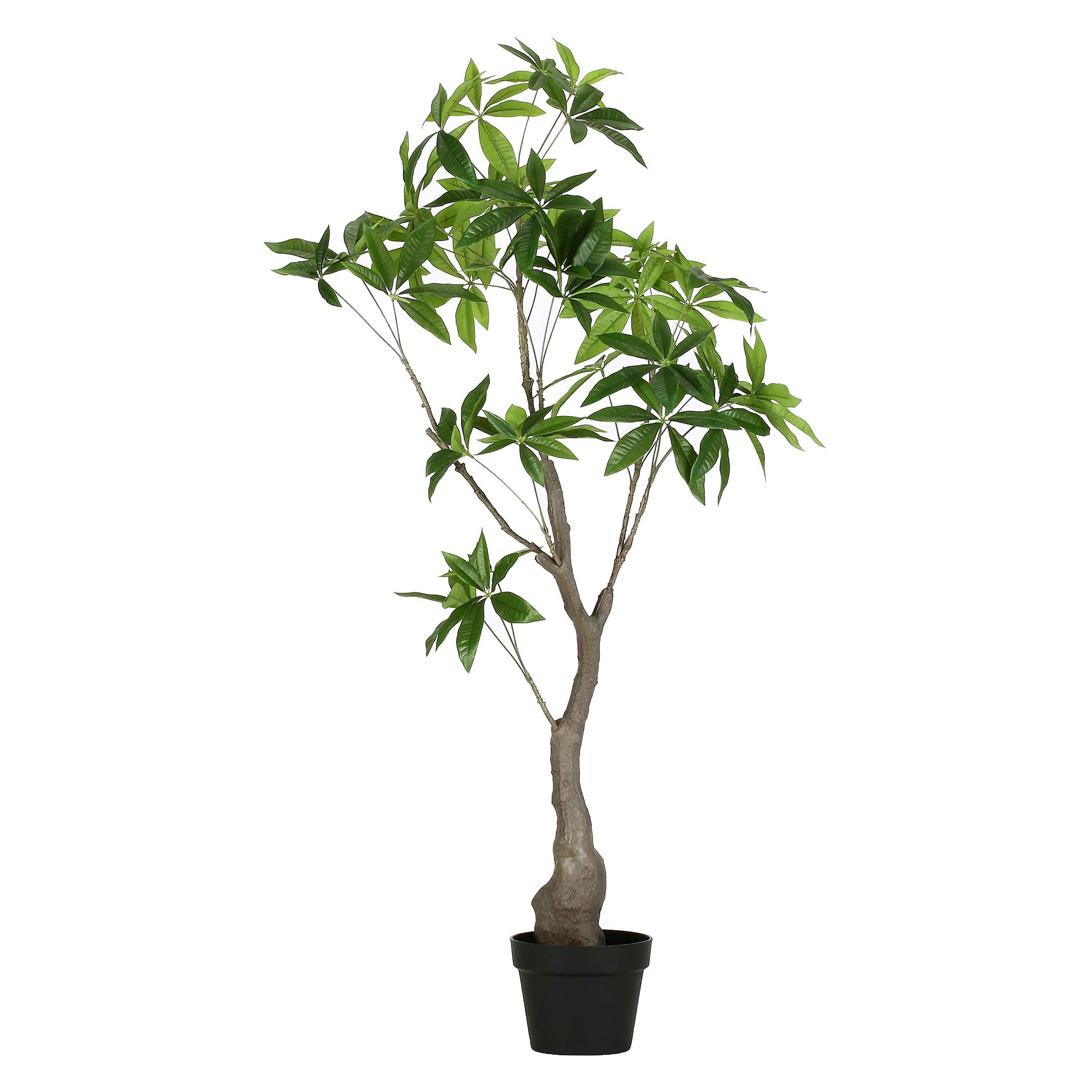 Set da 2, Pachira, Piantala, 120 cm