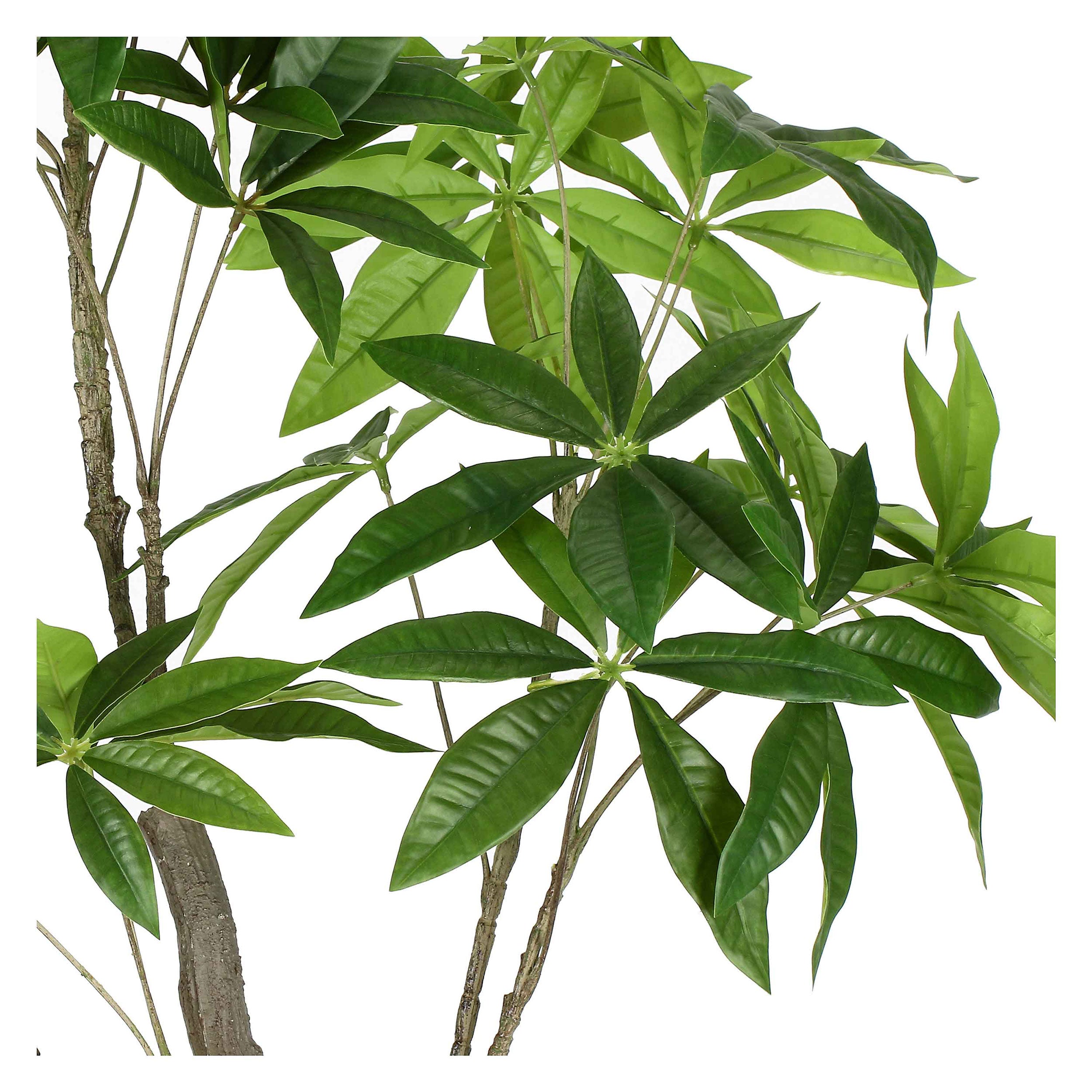 Set da 2, Pachira, Piantala, 120 cm
