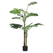 Set da 2, Monstera, Piantala, 160 cm