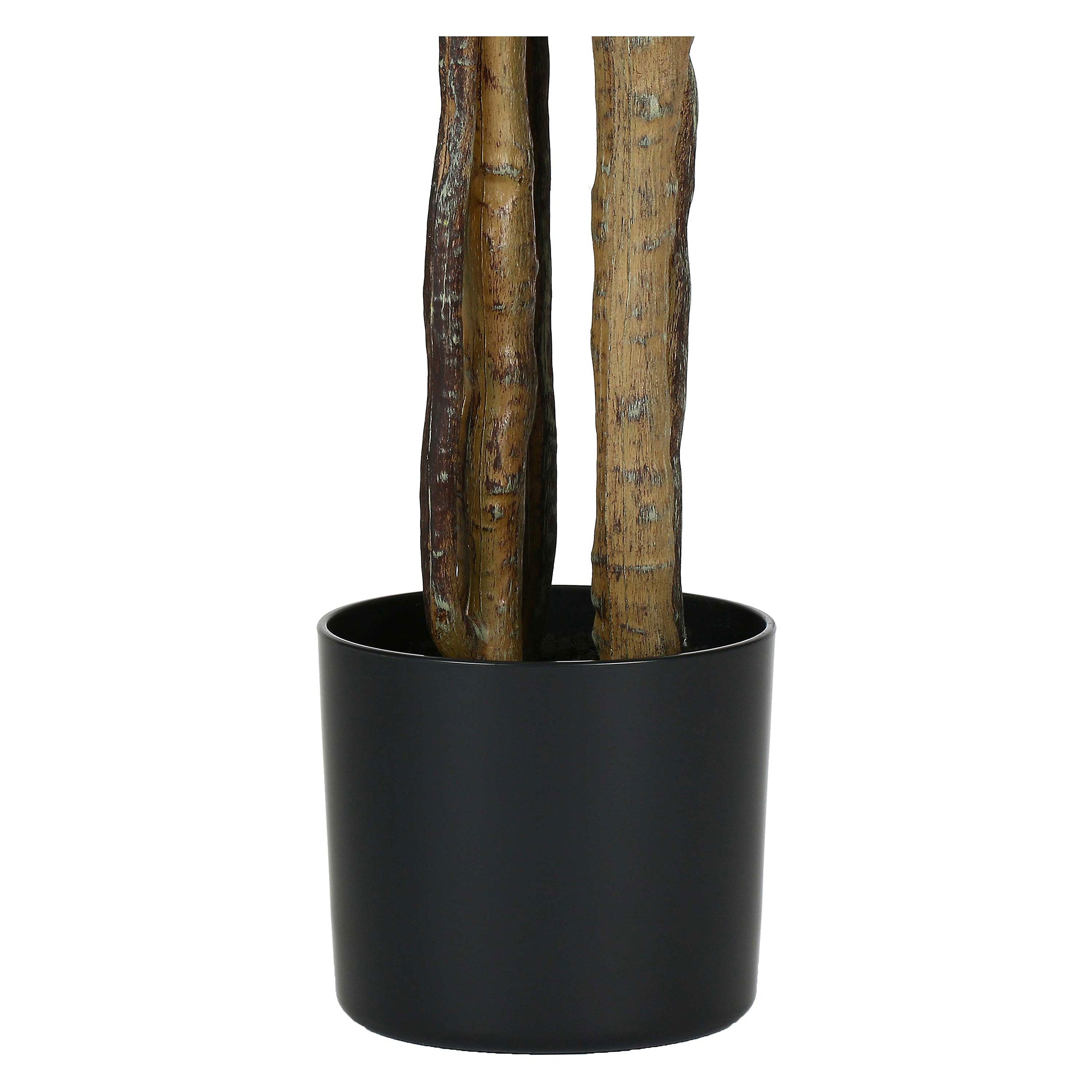 Set da 2, Monstera, Piantala, 160 cm