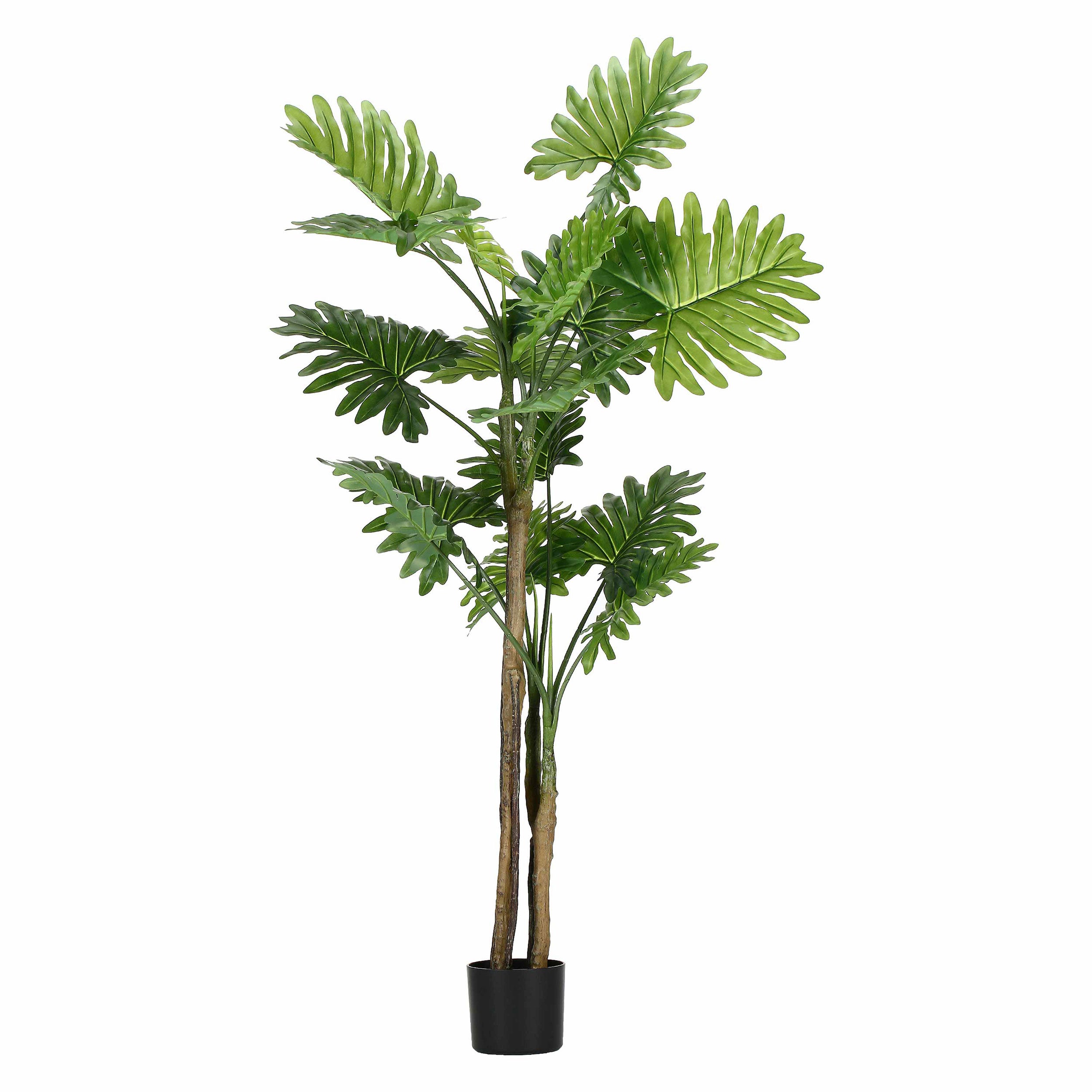 Set da 2, Filodendro, Piantala, 160 cm