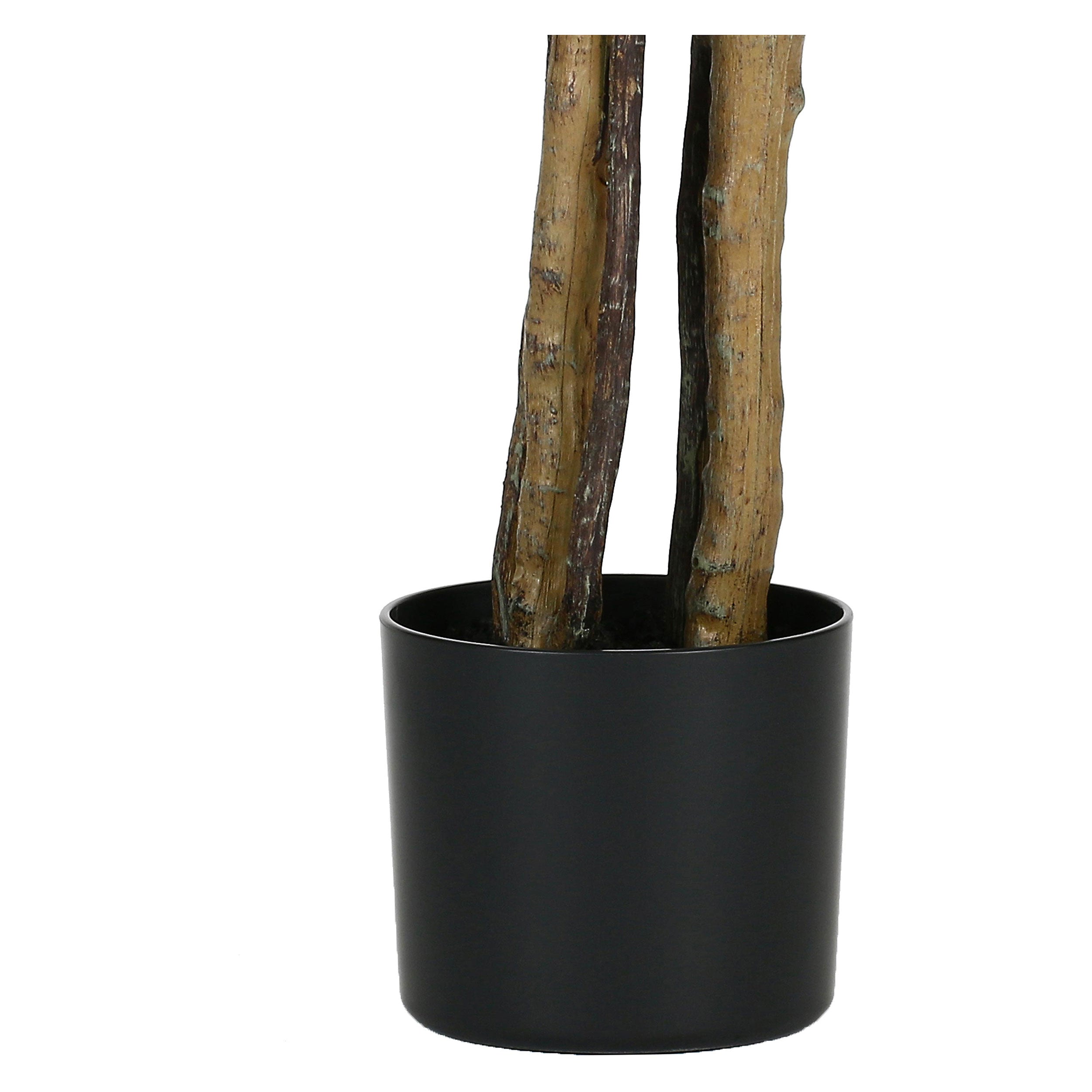 Set da 2, Filodendro, Piantala, 160 cm