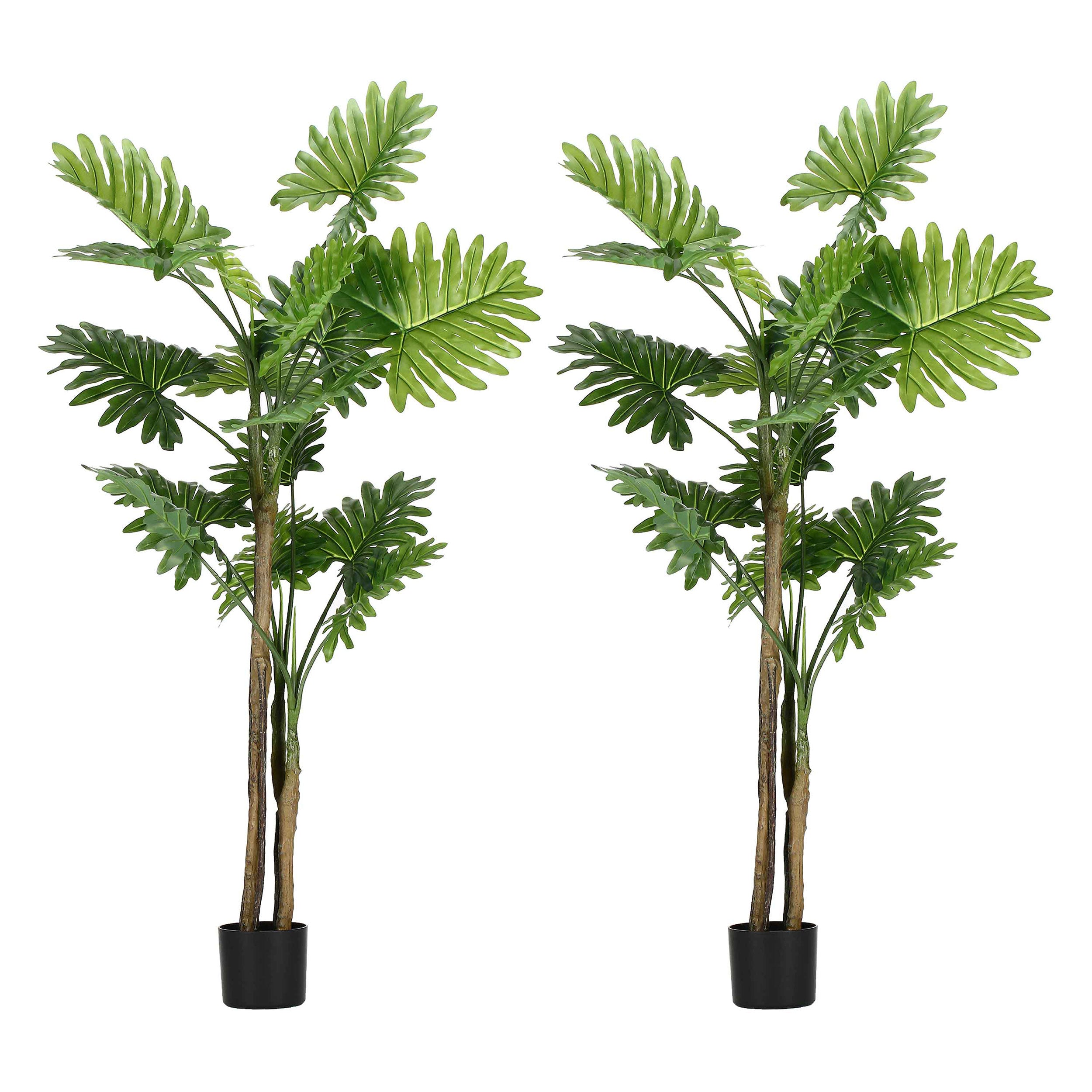 Set da 2, Filodendro, Piantala, 160 cm