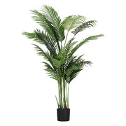 Set da 2, Areca, Piantala, 190 cm