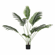 Set da 2, Areca, Piantala, 145 cm