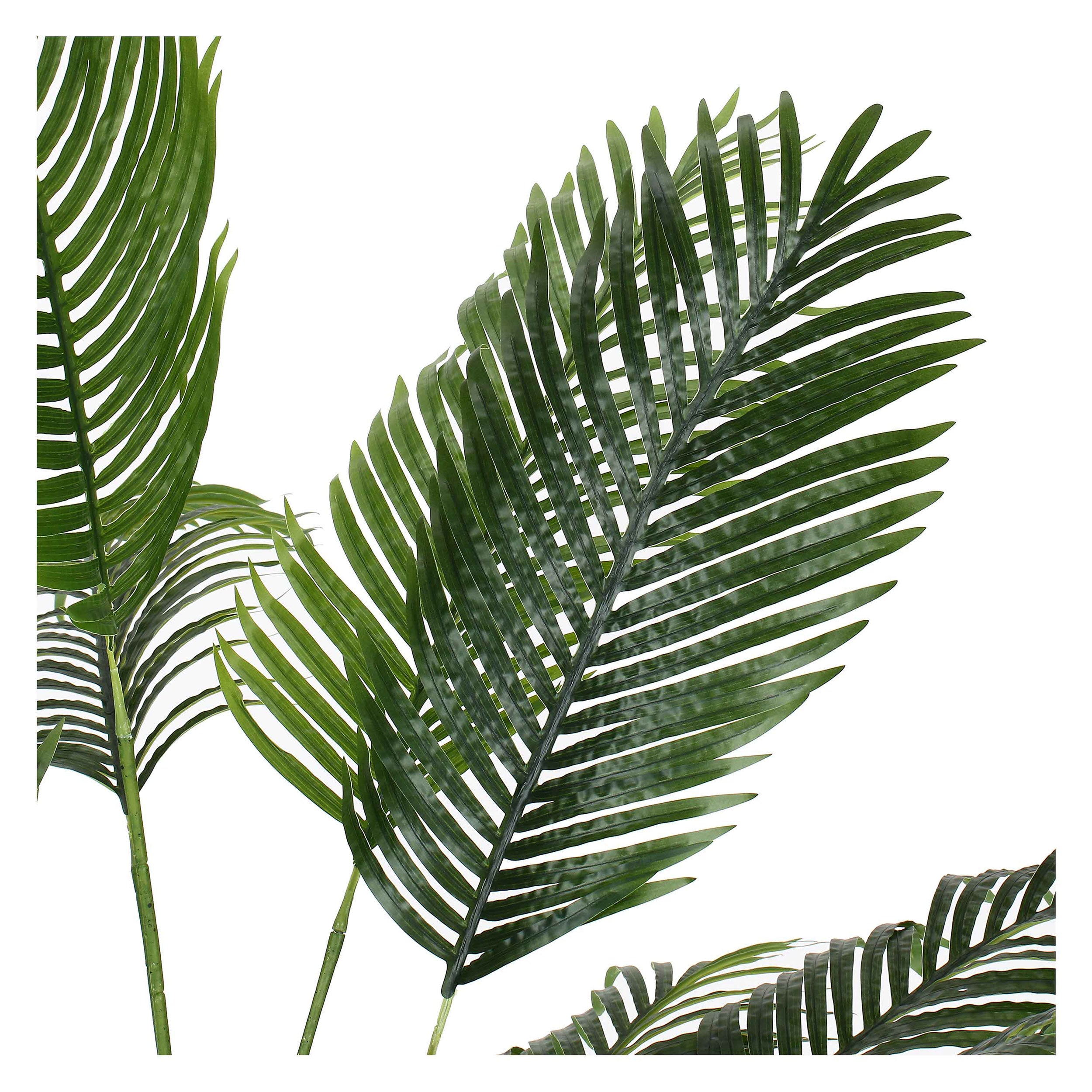 Set da 2, Areca, Piantala, 145 cm