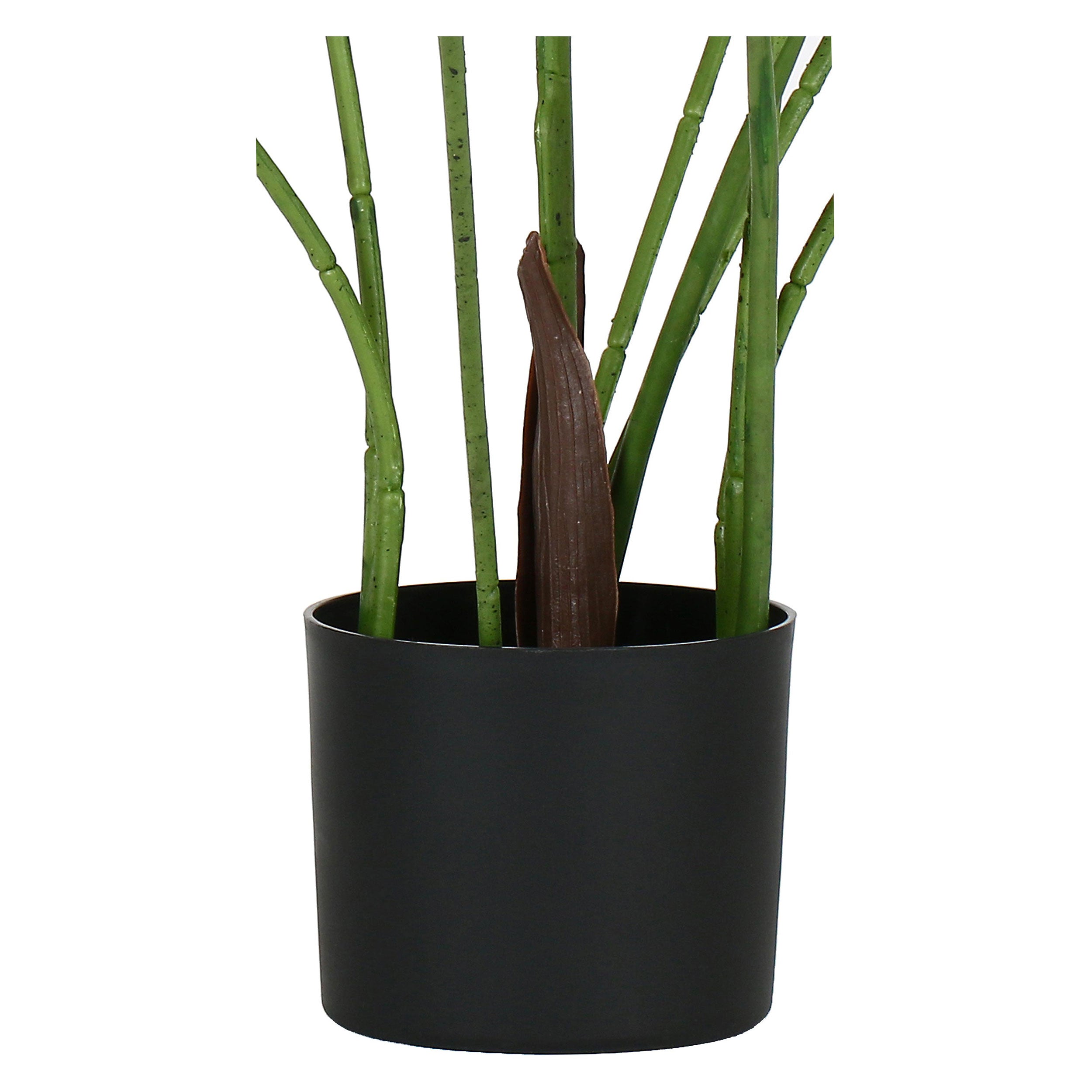 Set da 2, Areca, Piantala, 145 cm