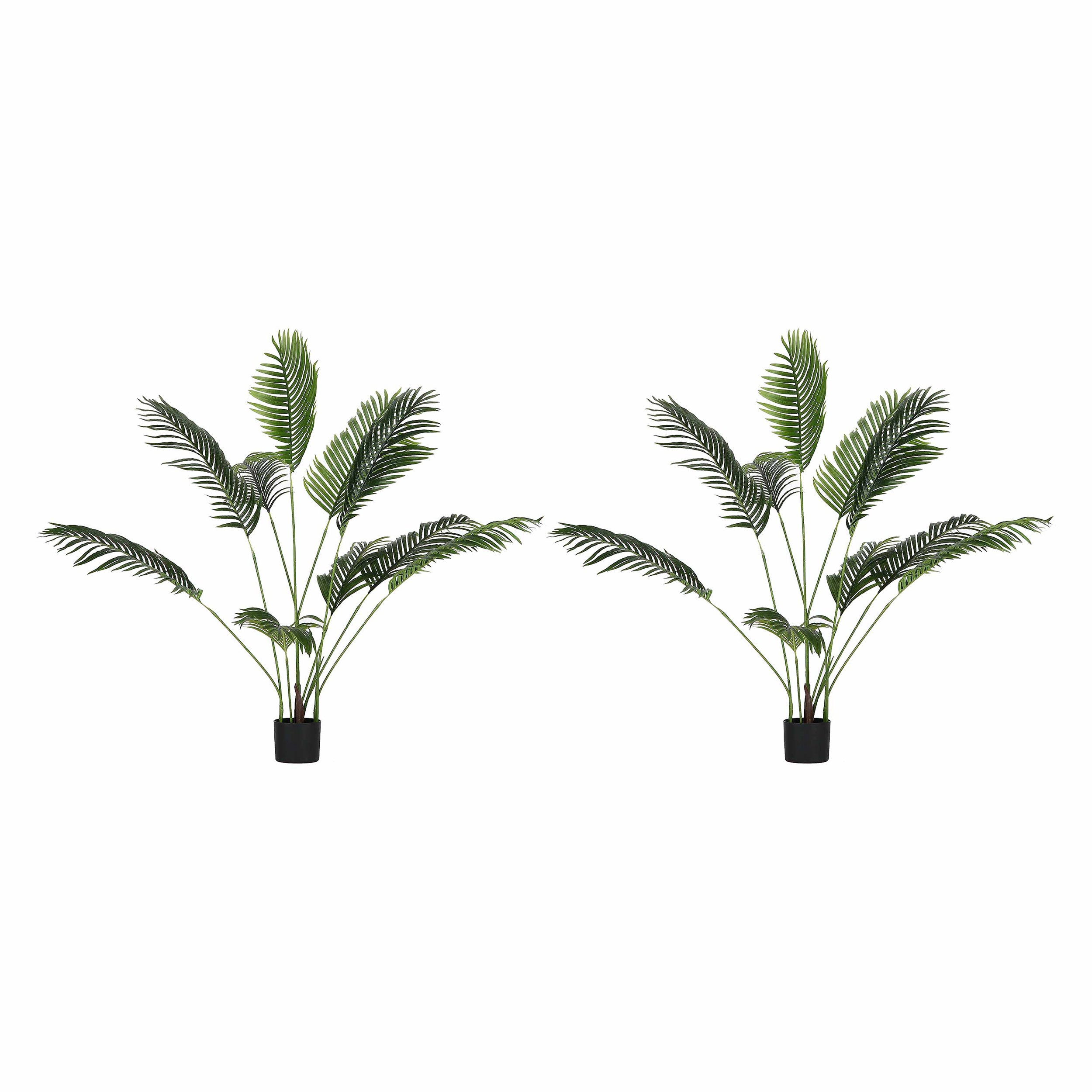 Set da 2, Areca, Piantala, 145 cm