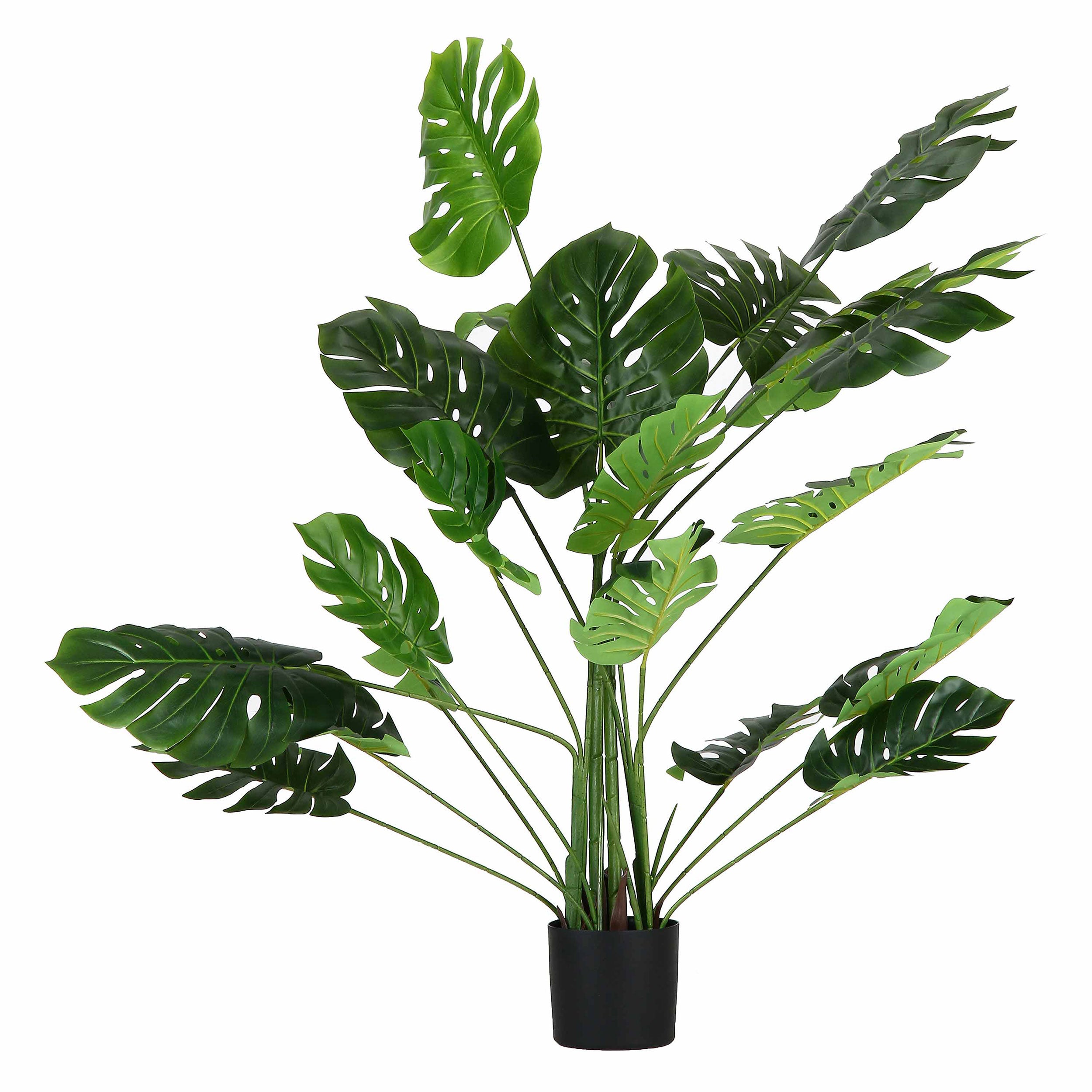 Set da 2, Monstera, Piantala, 165 cm