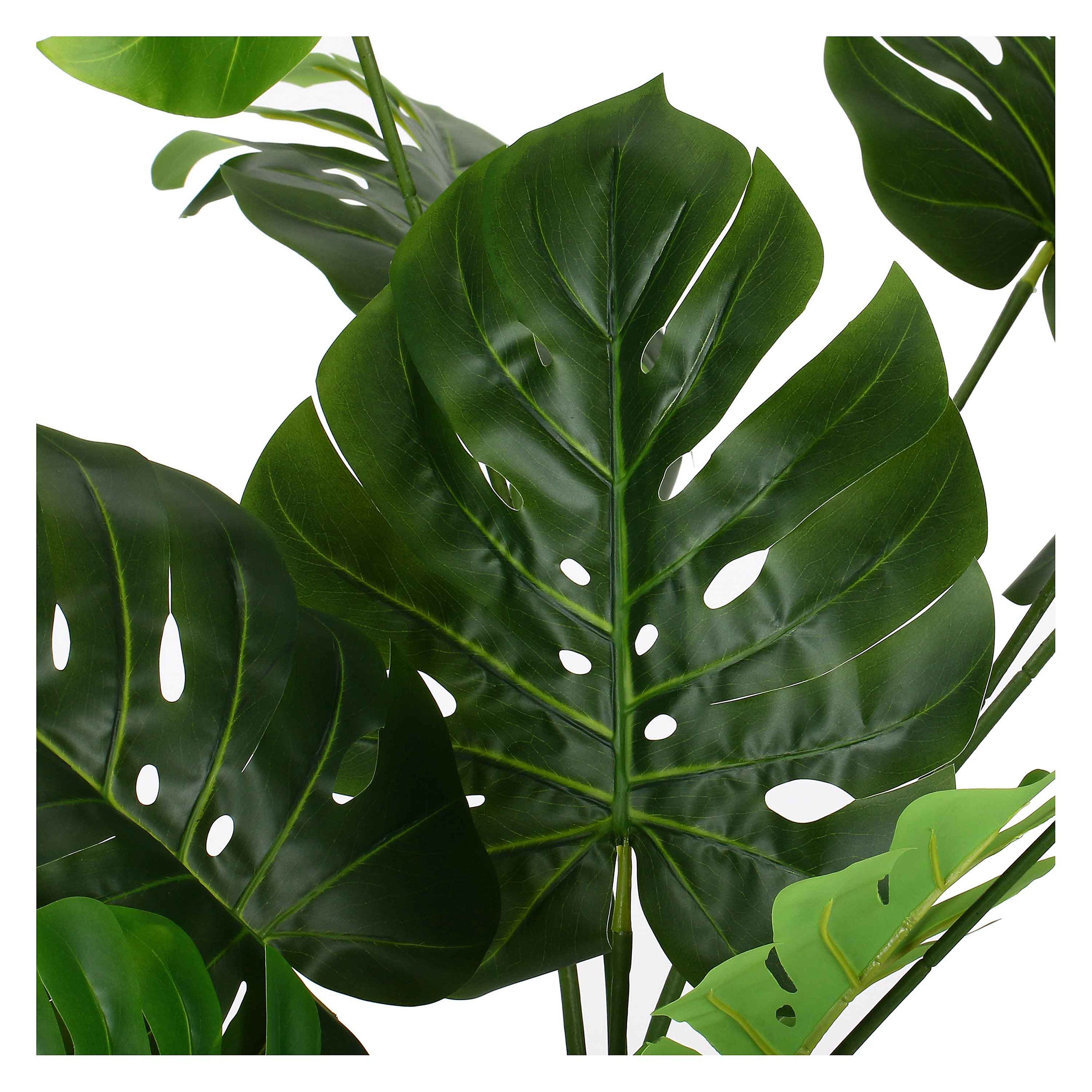 Set da 2, Monstera, Piantala, 165 cm