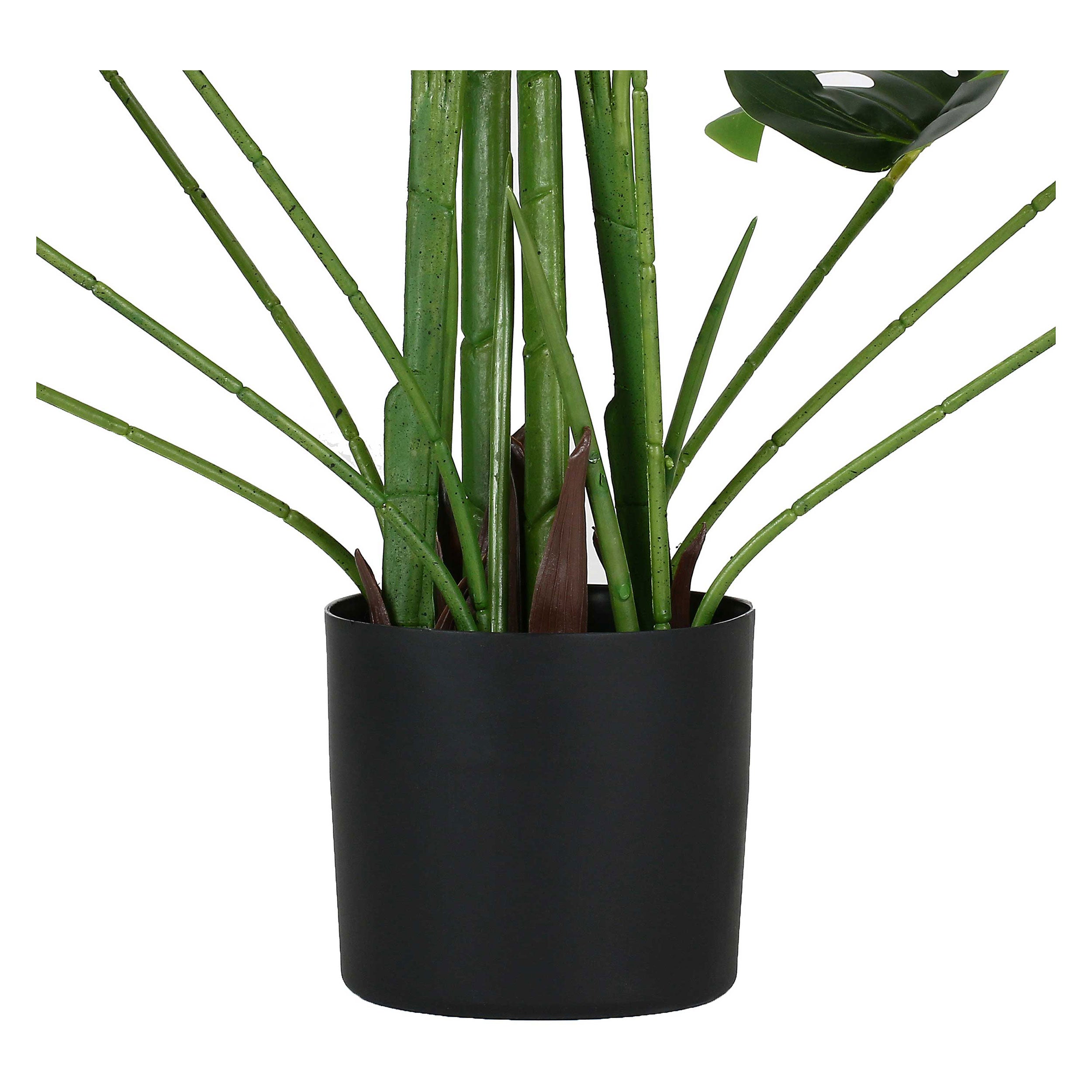 Set da 2, Monstera, Piantala, 165 cm