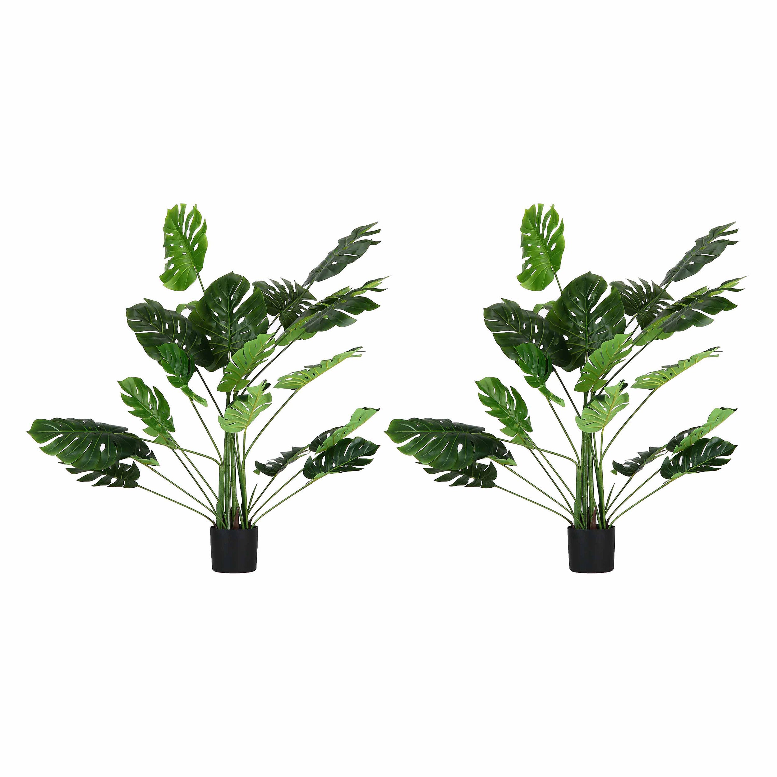 Set da 2, Monstera, Piantala, 165 cm
