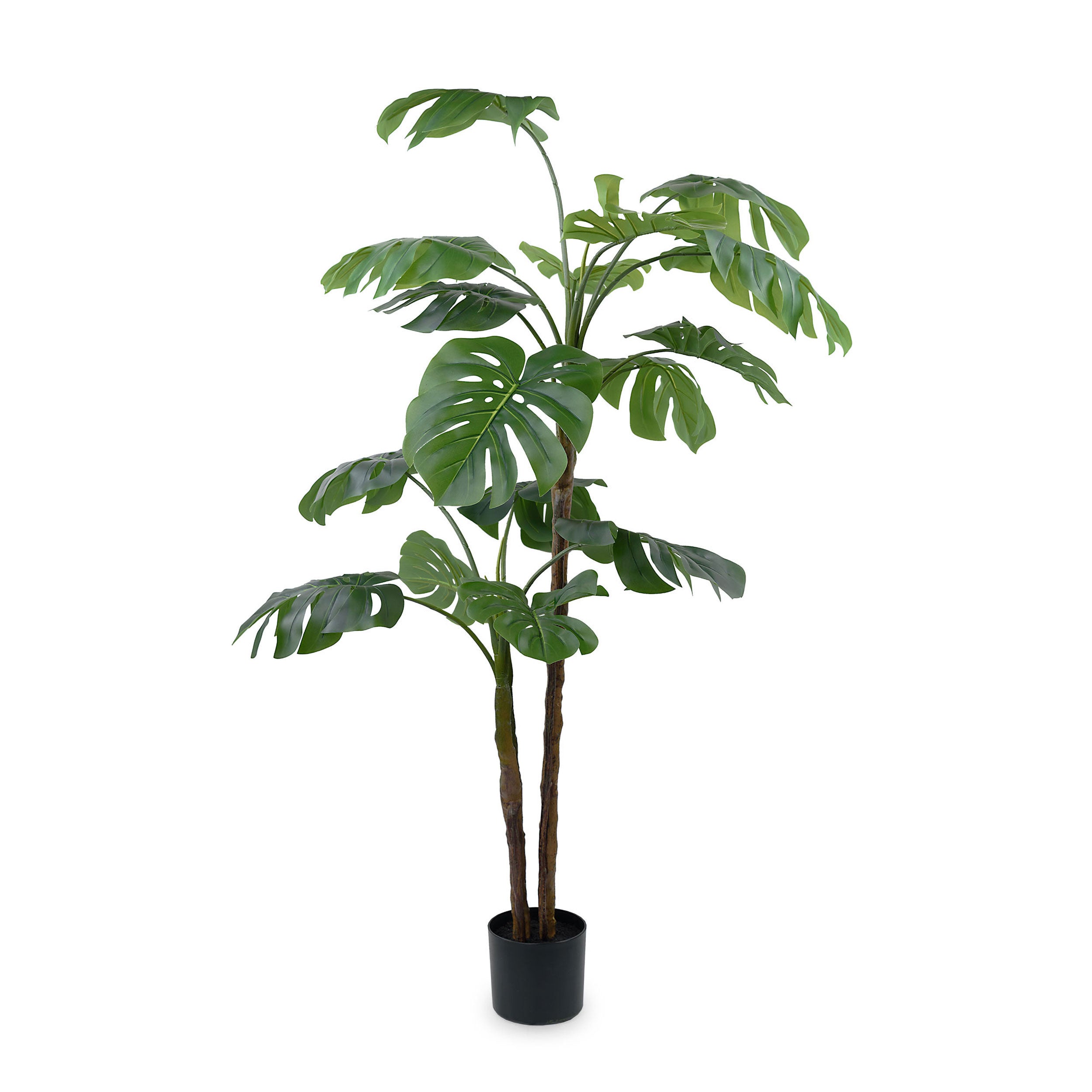 Set da 2, Monstera, Piantala, 145 cm