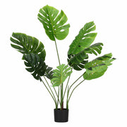 Set da 2, Monstera, Piantala, 120 cm