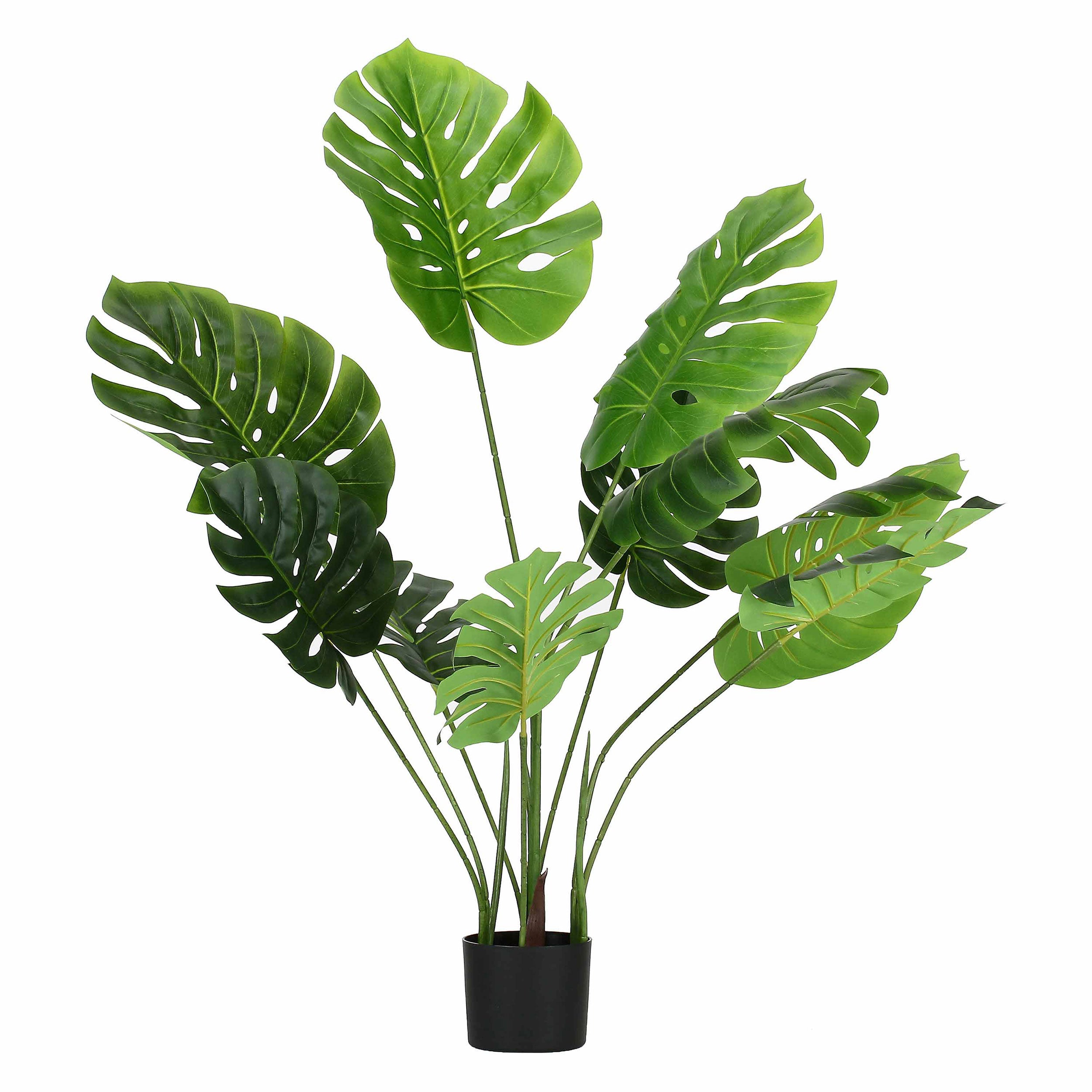 Set da 2, Monstera, Piantala, 120 cm