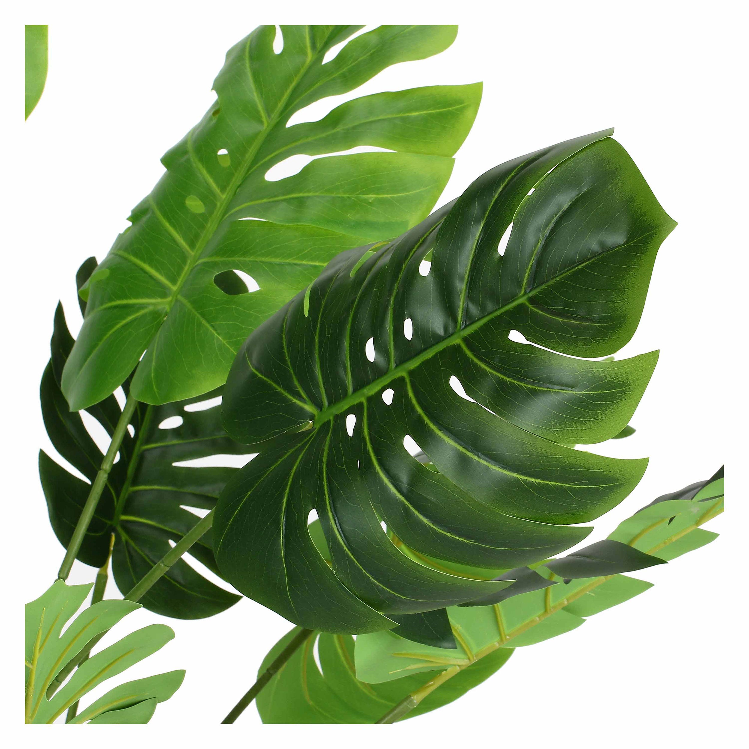 Set da 2, Monstera, Piantala, 120 cm