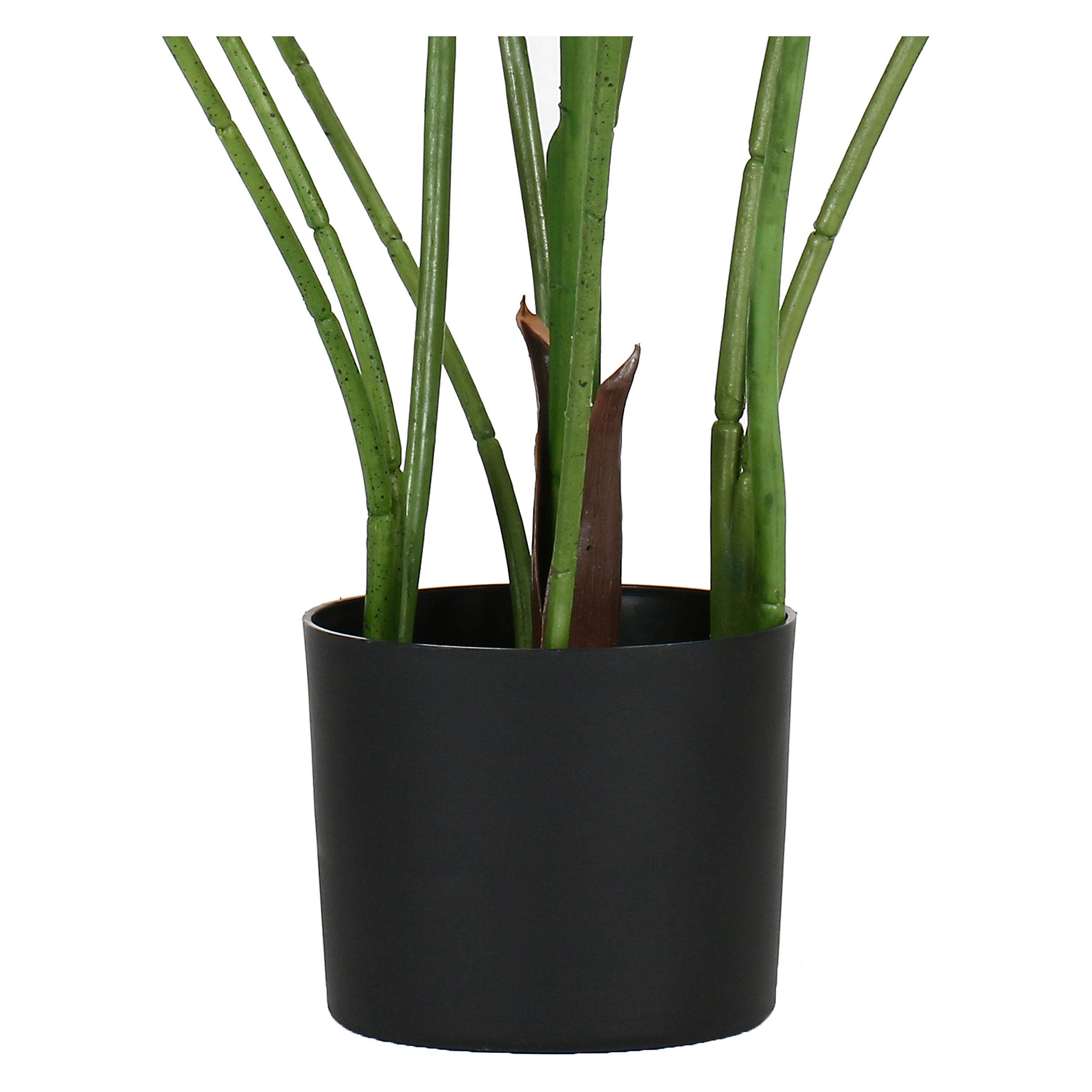 Set da 2, Monstera, Piantala, 120 cm