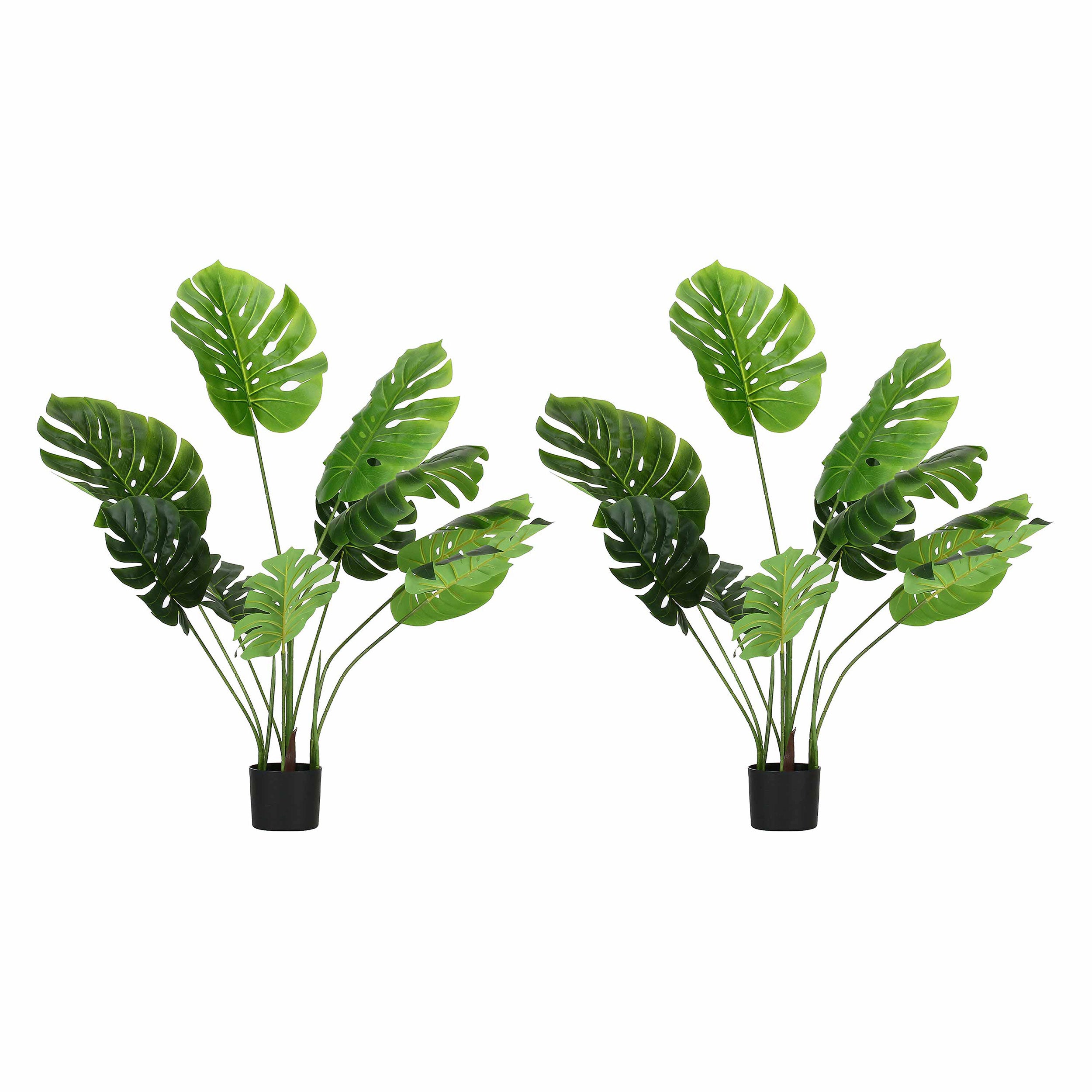 Set da 2, Monstera, Piantala, 120 cm