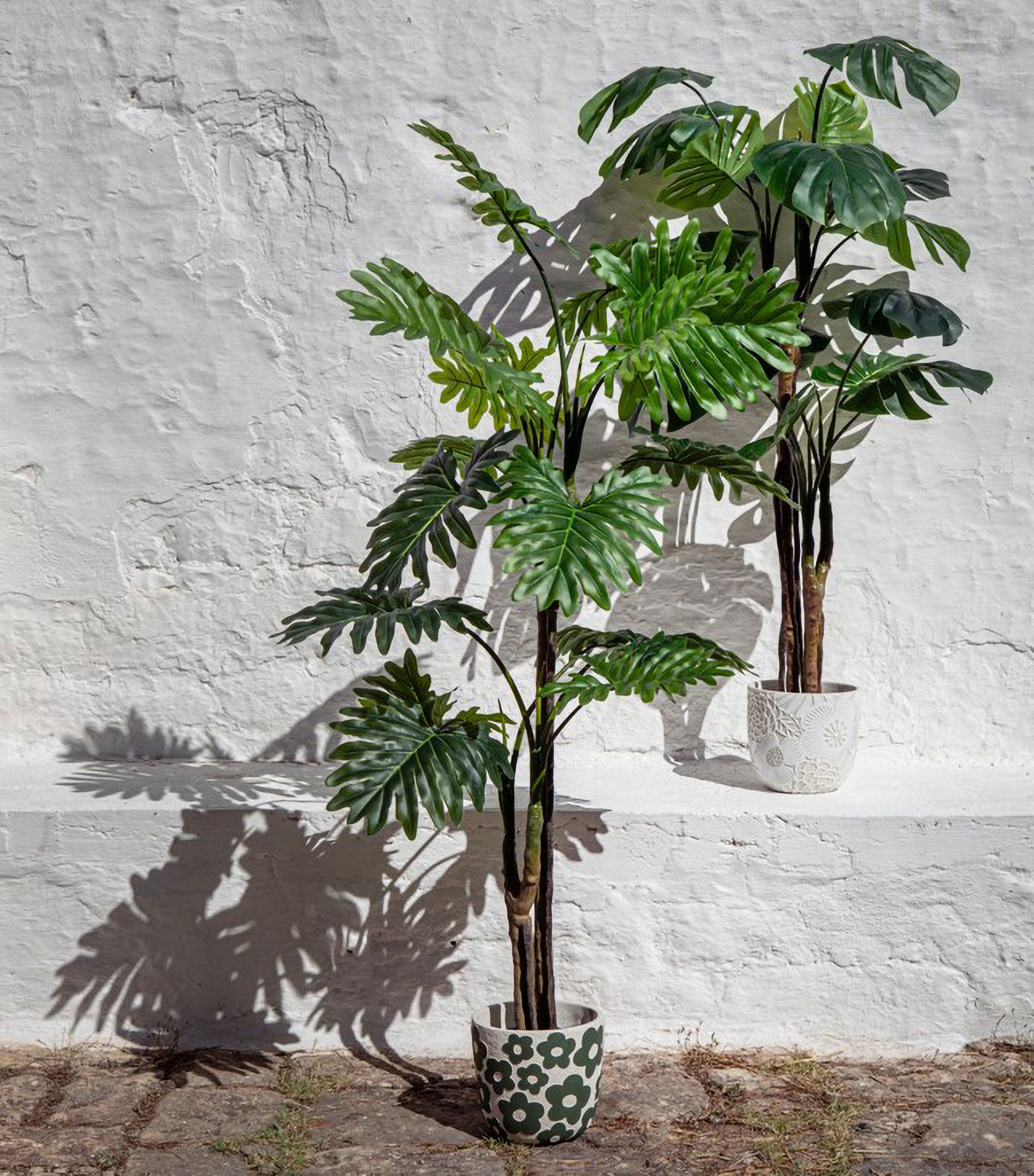 Set da 2, Monstera, Piantala, 120 cm