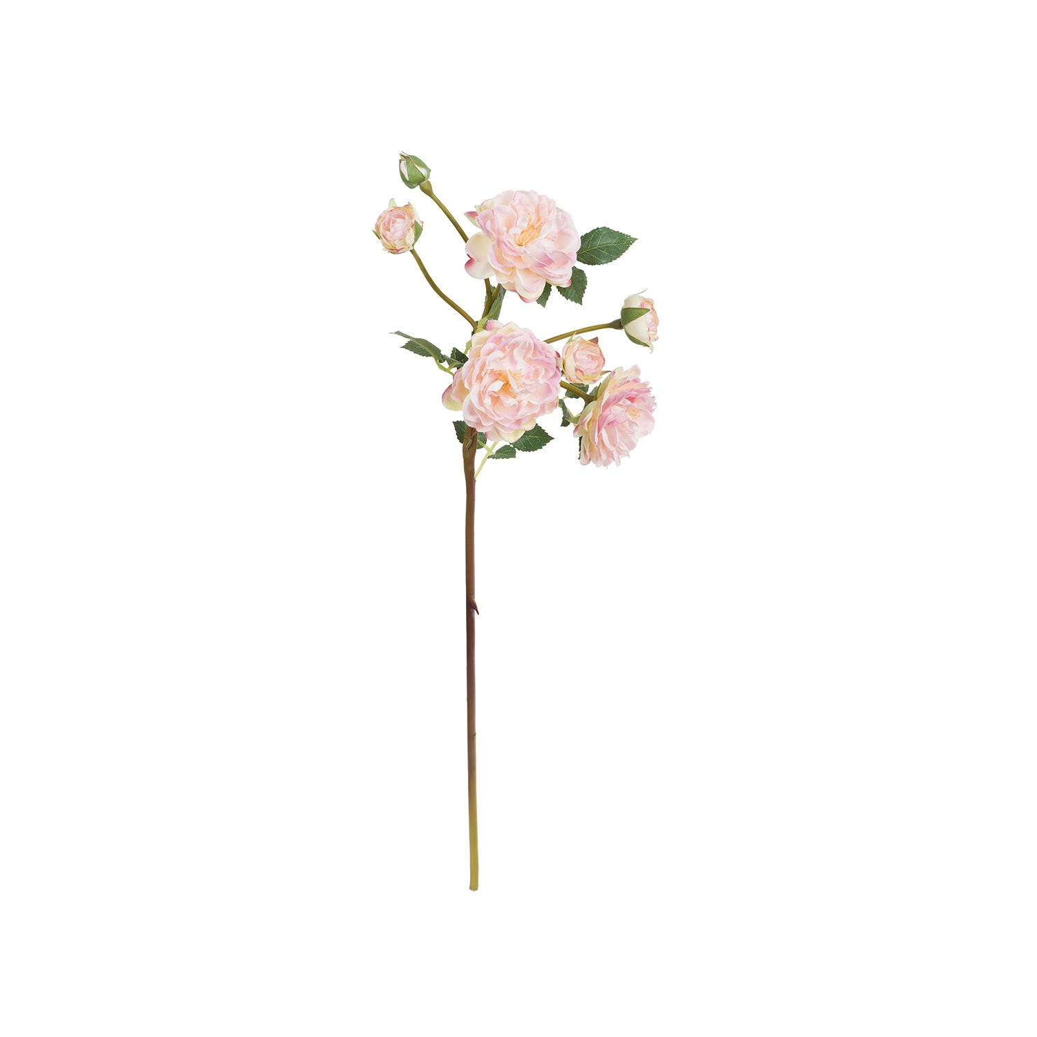 Set da 12, Rosa Antonietta Rosa, Fiorile - Poliestere, ferro, 54 cm