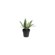 Set da 2, Agave M, Piantala - Polietilene, ferro, Polipropilene, sabbia, 30h cm Ø 11 cm