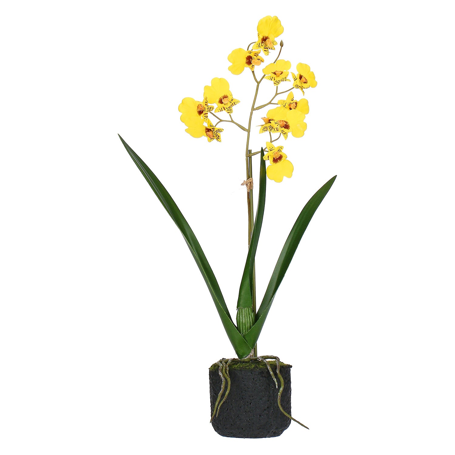 Set da 6, zolla Oncidium Gialla S, Veronica - Lattice, ferro, polistirolo, cemento, 25x12x38 cm