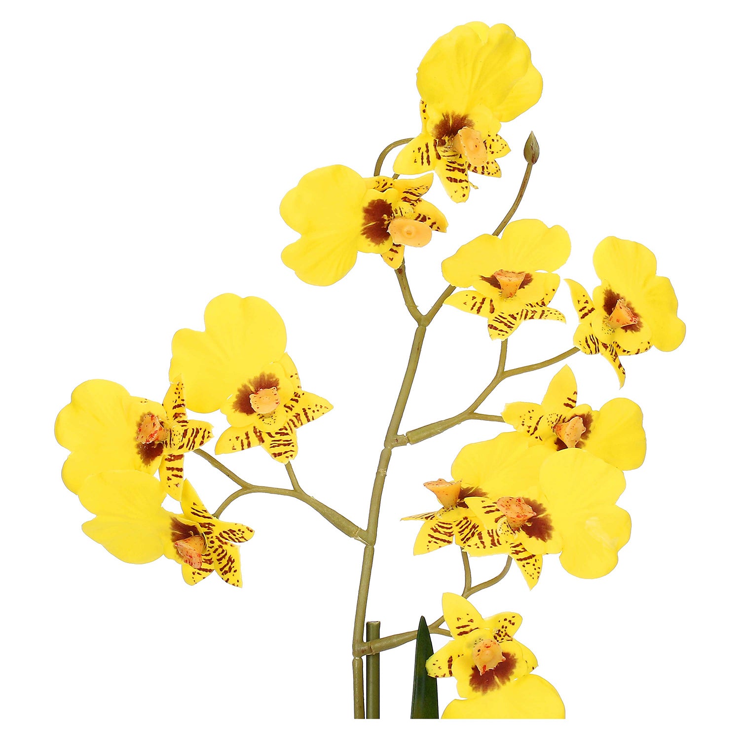 Set da 6, zolla Oncidium Gialla S, Veronica - Lattice, ferro, polistirolo, cemento, 25x12x38 cm