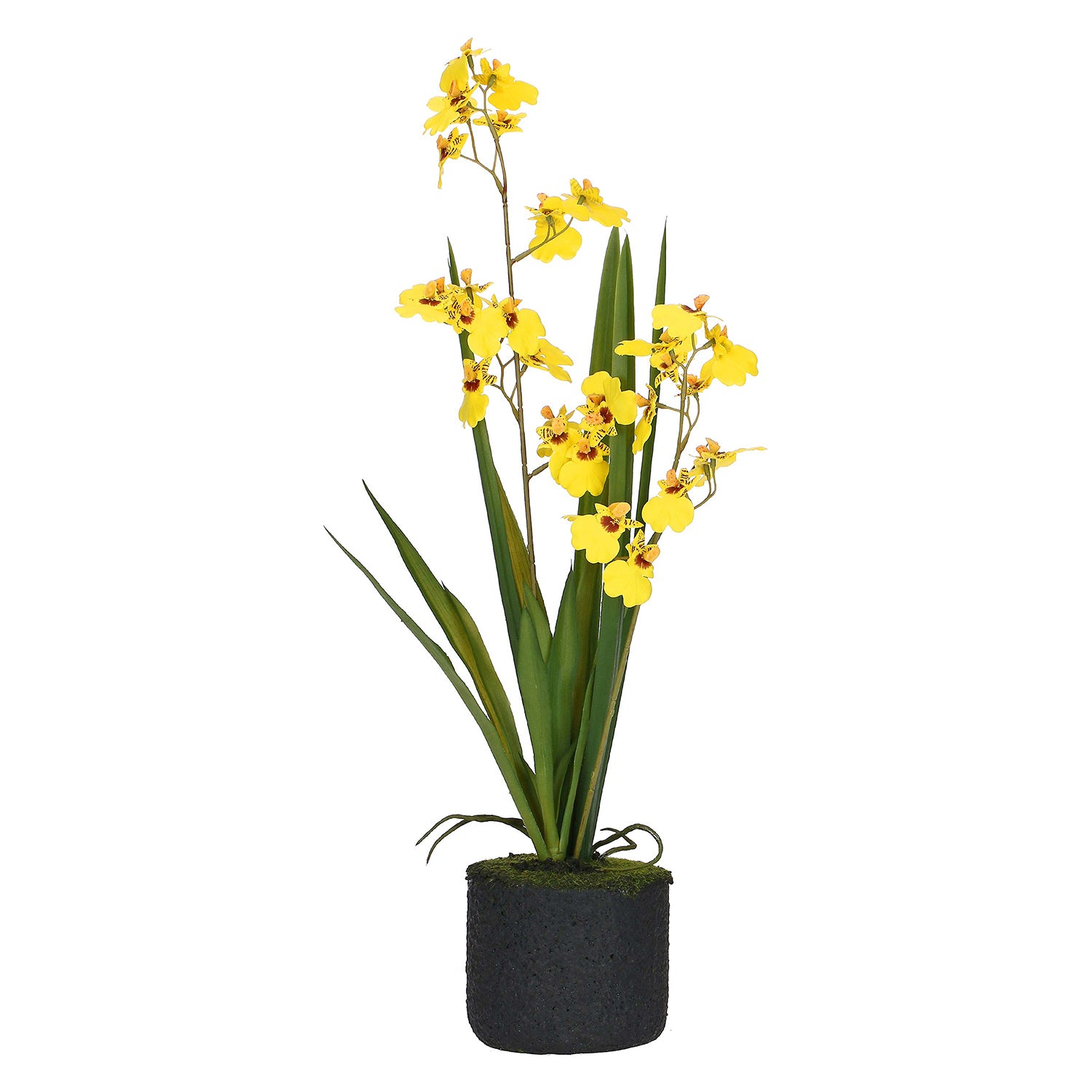 Set da 4, zolla Oncidium Gialla M, Veronica - Lattice, ferro, polistirolo, cemento, 35x26x58 cm