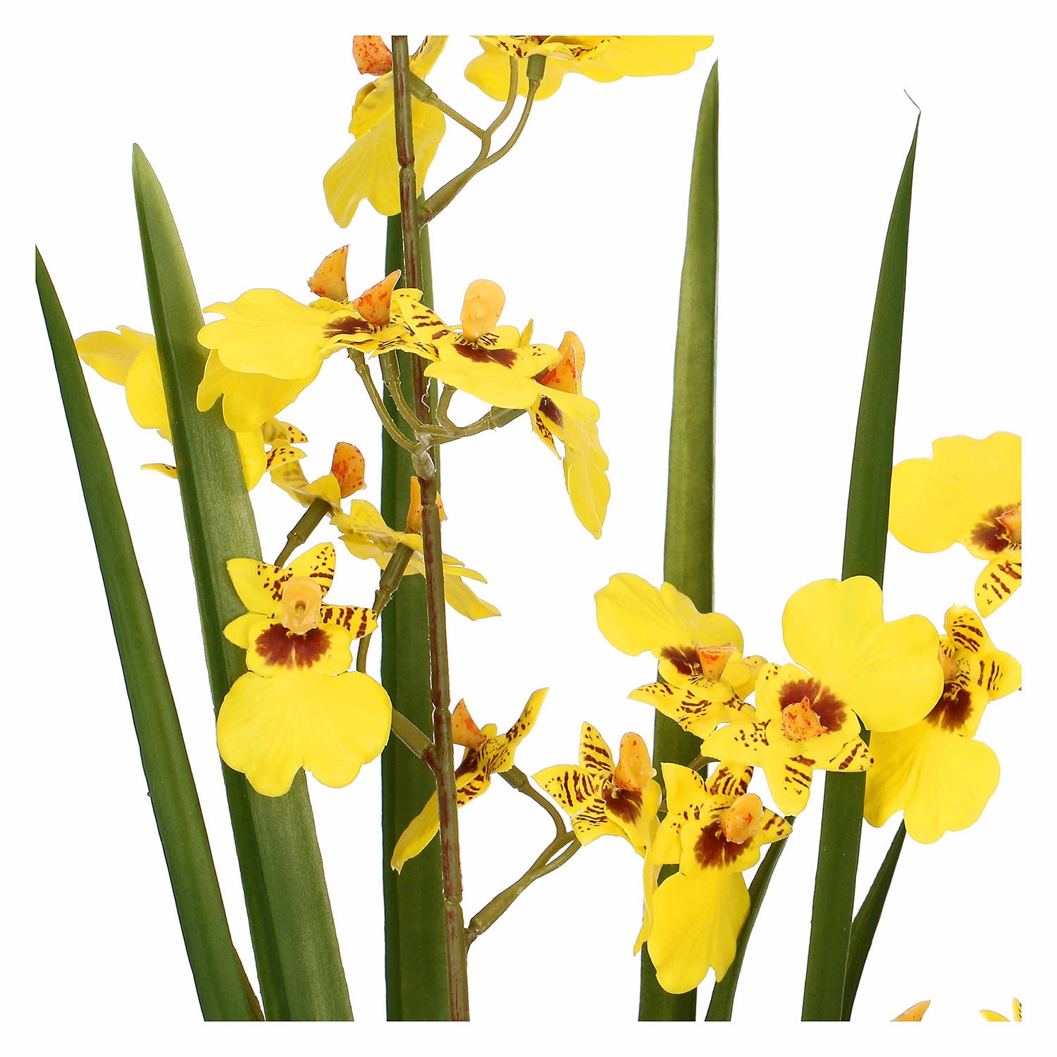 Set da 4, zolla Oncidium Gialla M, Veronica - Lattice, ferro, polistirolo, cemento, 35x26x58 cm