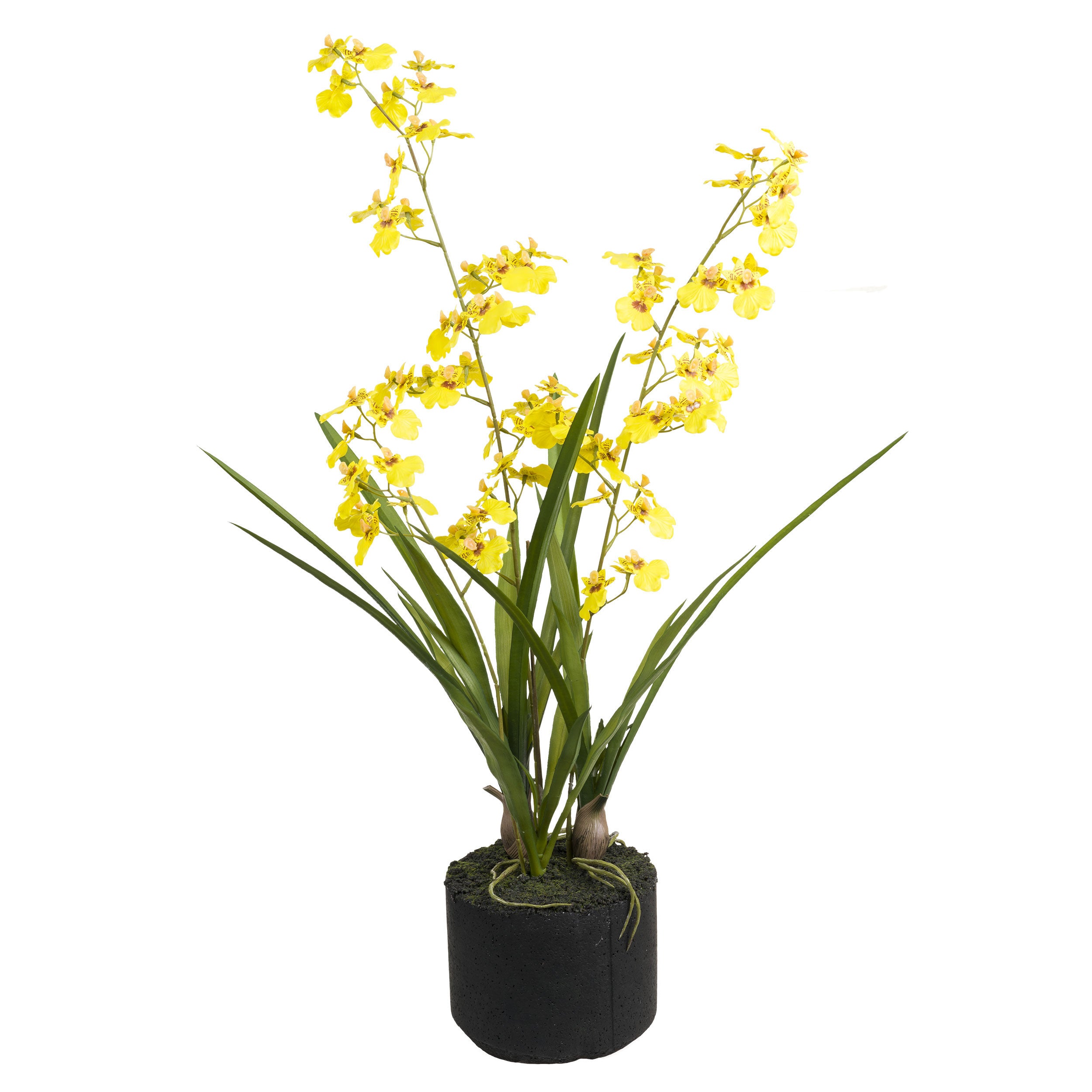 Set da 2, zolla Oncidium Gialla L, Veronica - Lattice, ferro, polistirolo, cemento, 49x49x75 cm